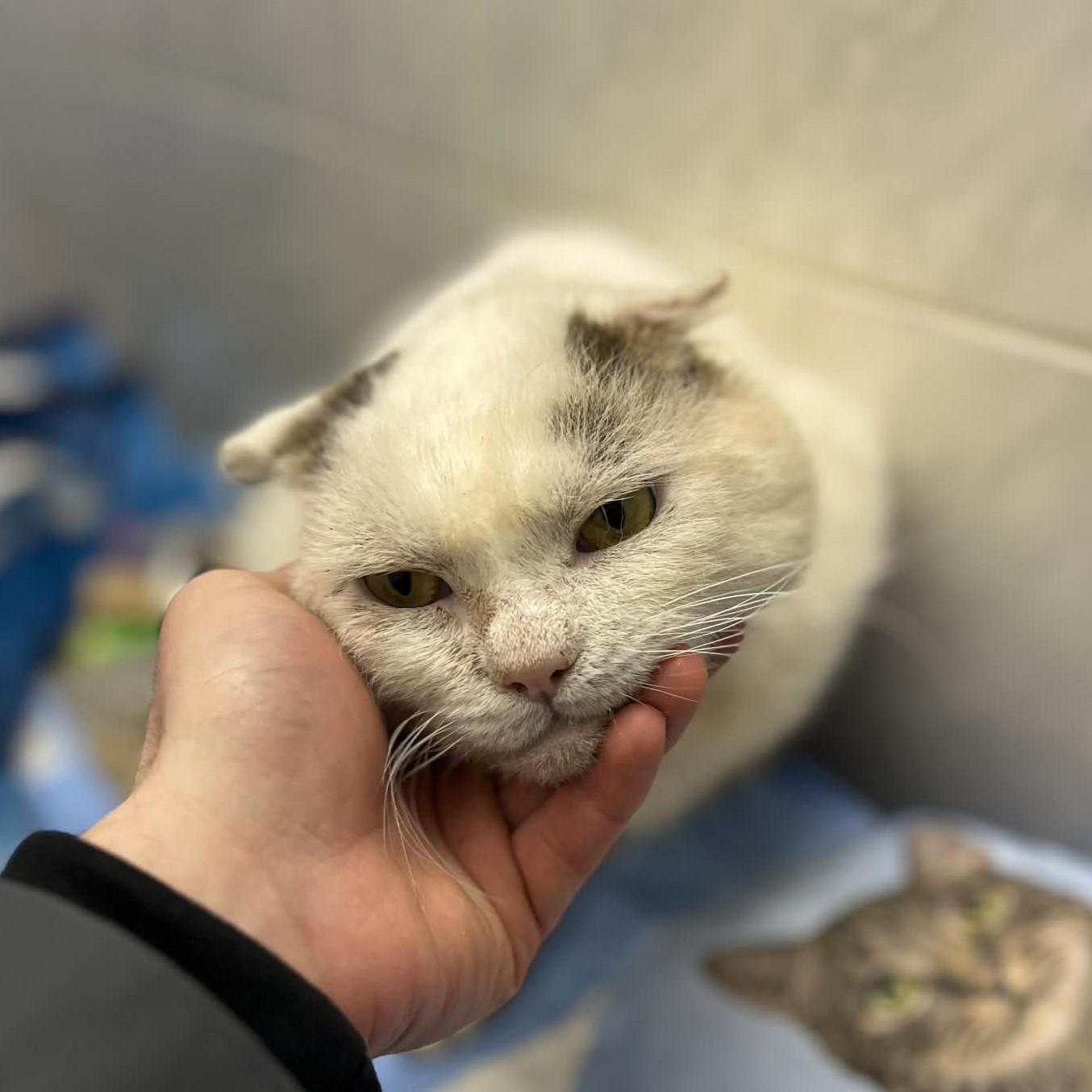 Veterinární péče kočičím tulákům