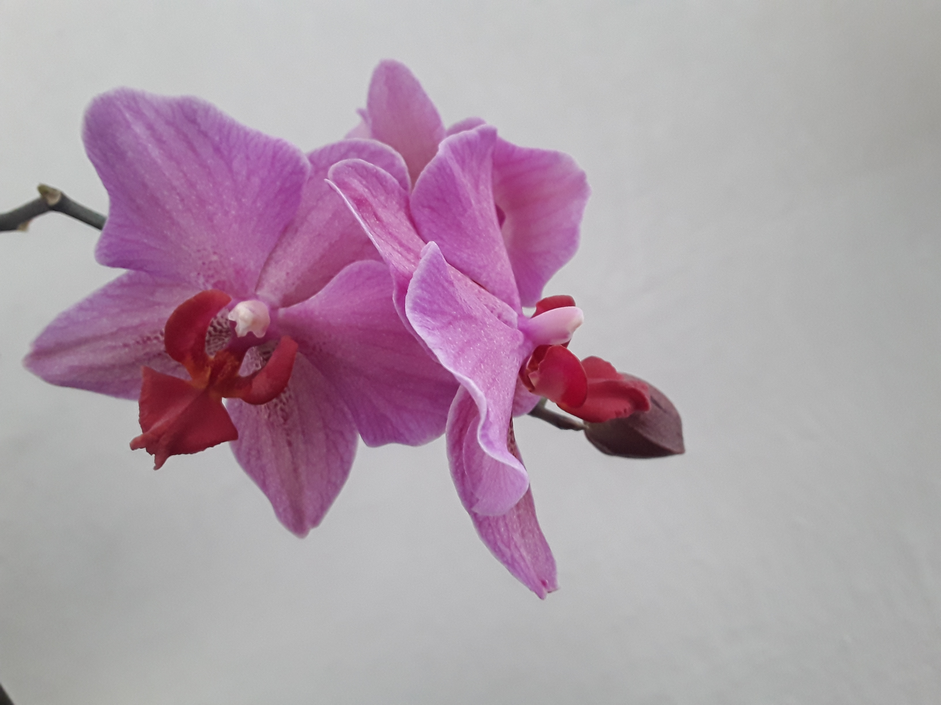 Štěstí je krásná a přepychová věc.