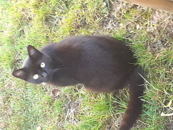 Sbírka pro pana Mirka který se sám stará o cca 20 kočiček v pražském Podolí