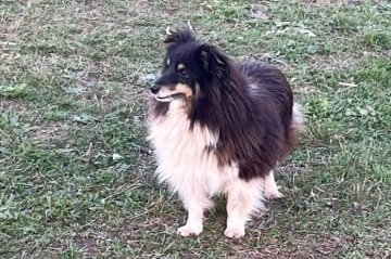 Na zoubky pro Stellinku