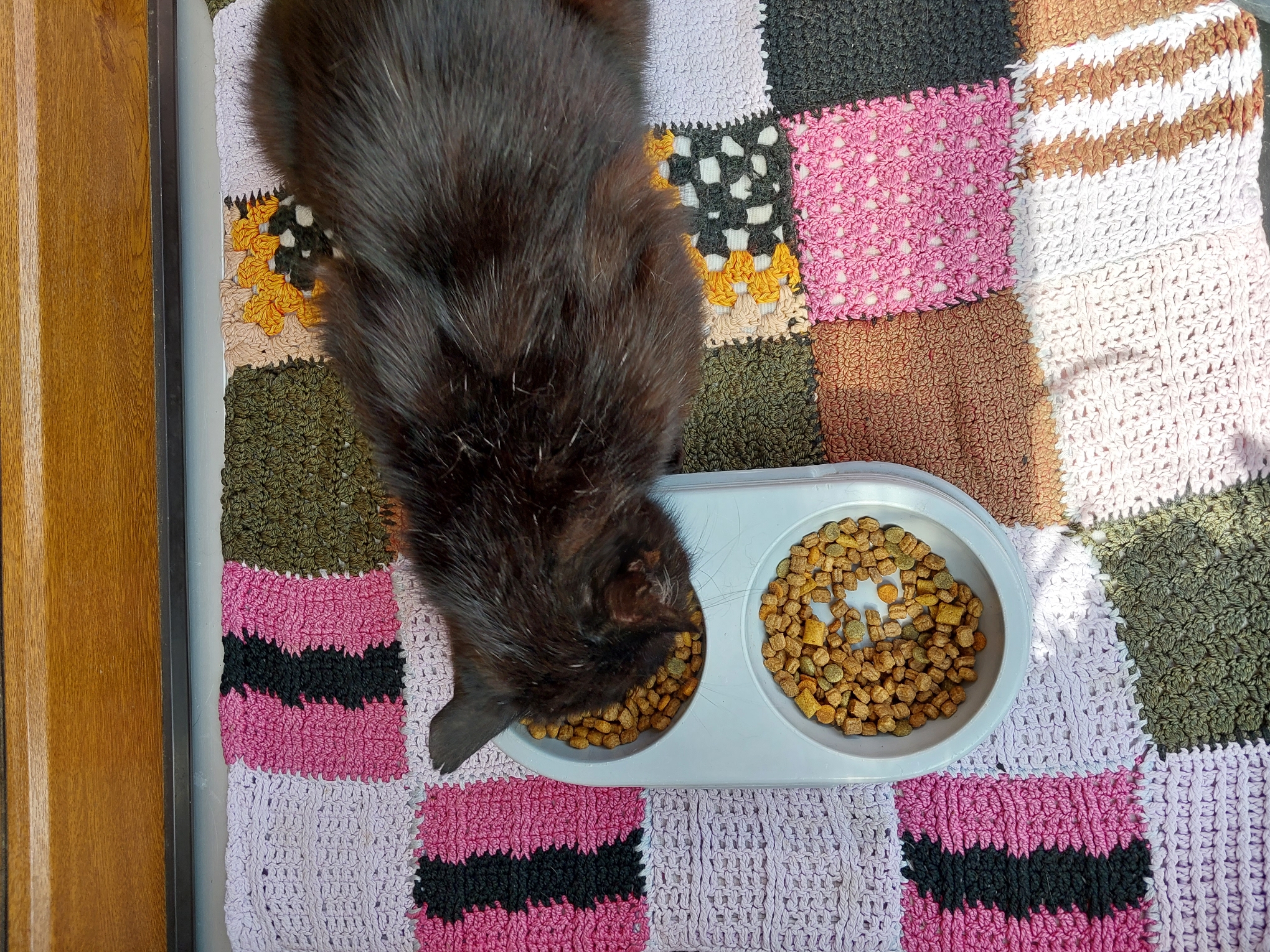 Pomozte nakrmit hladové kočičky