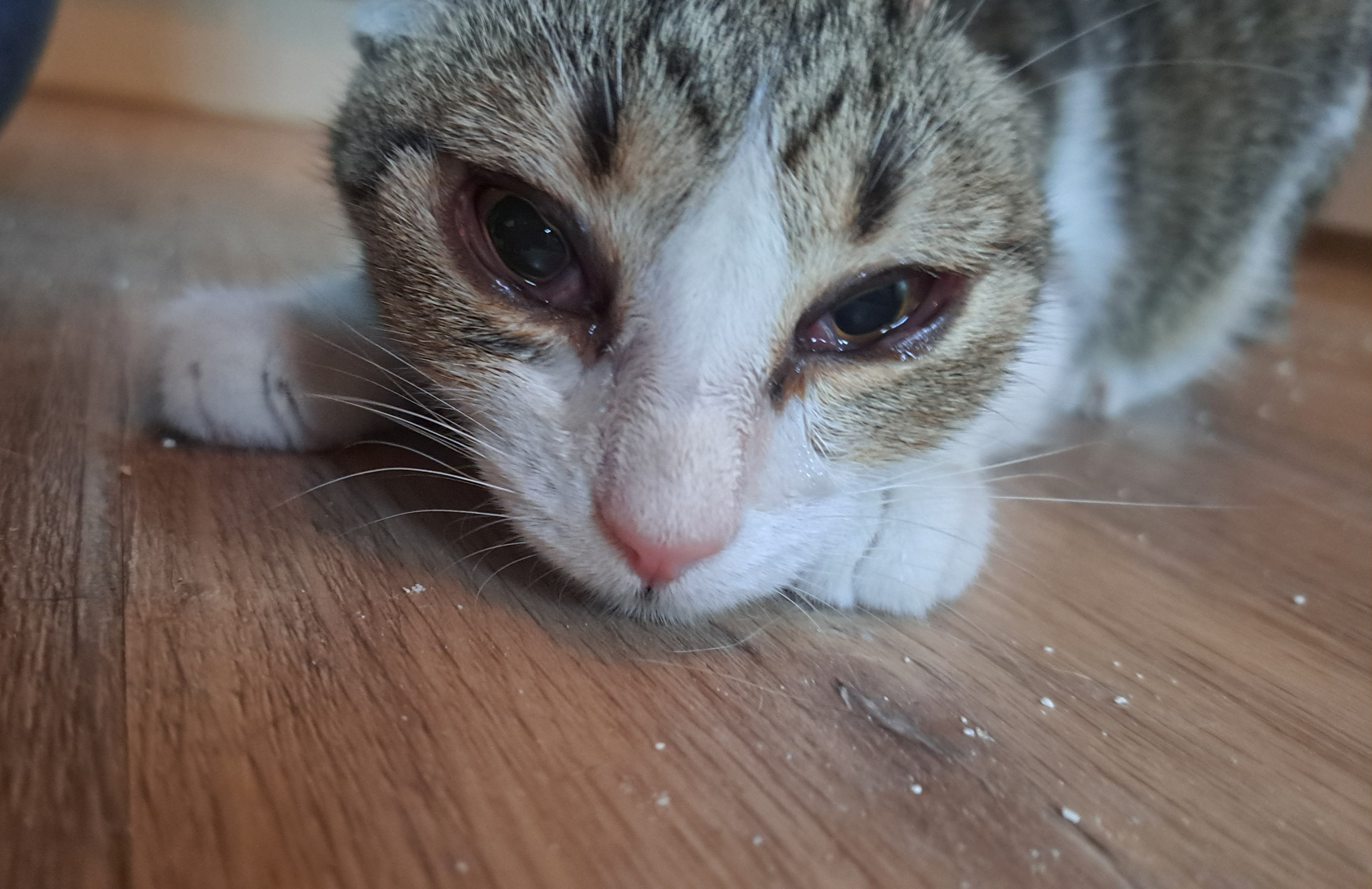 Léčba koťátek z náchodského sídliště