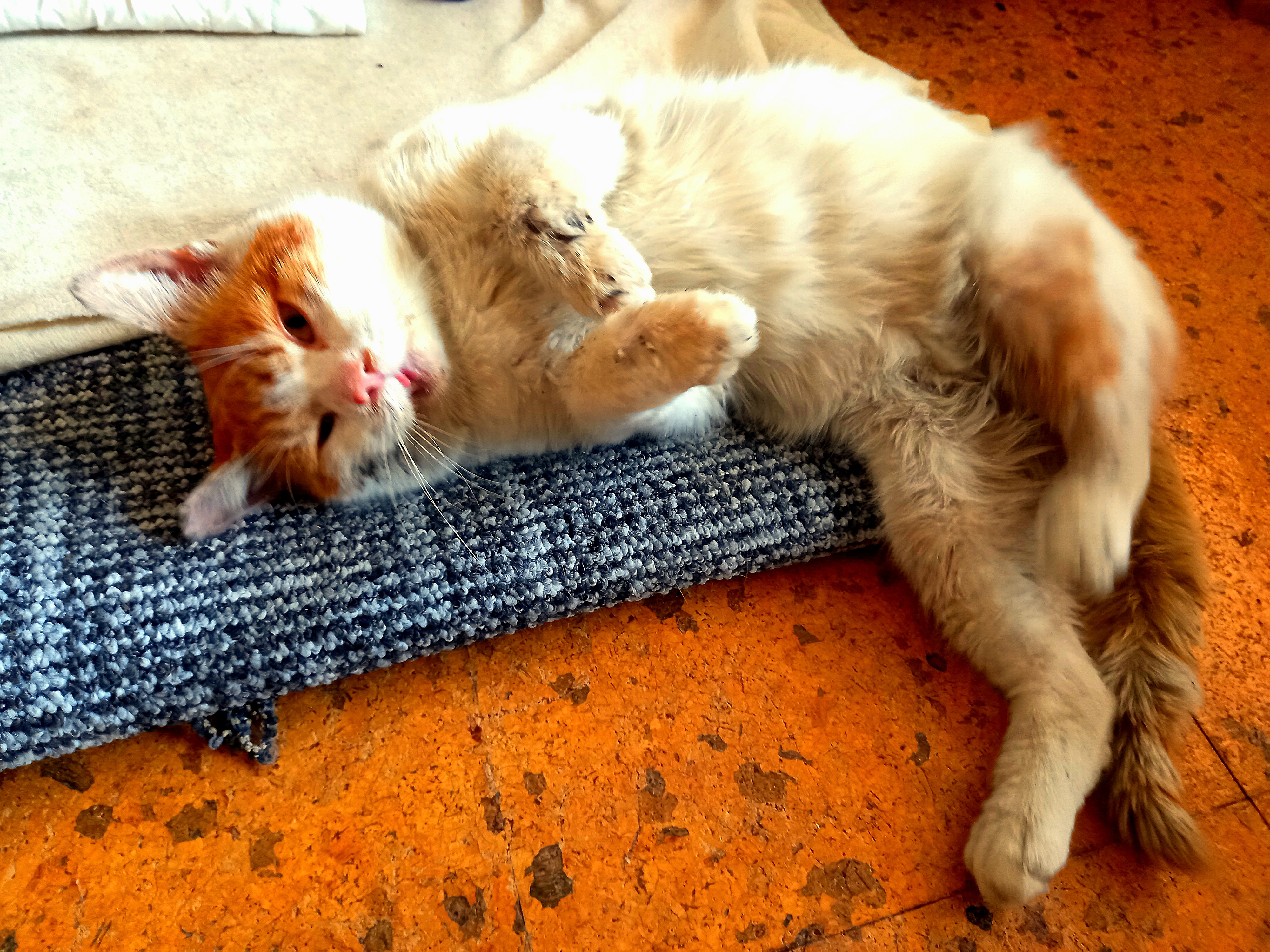 Na operaci tlamičky pro kocoura Pepíka