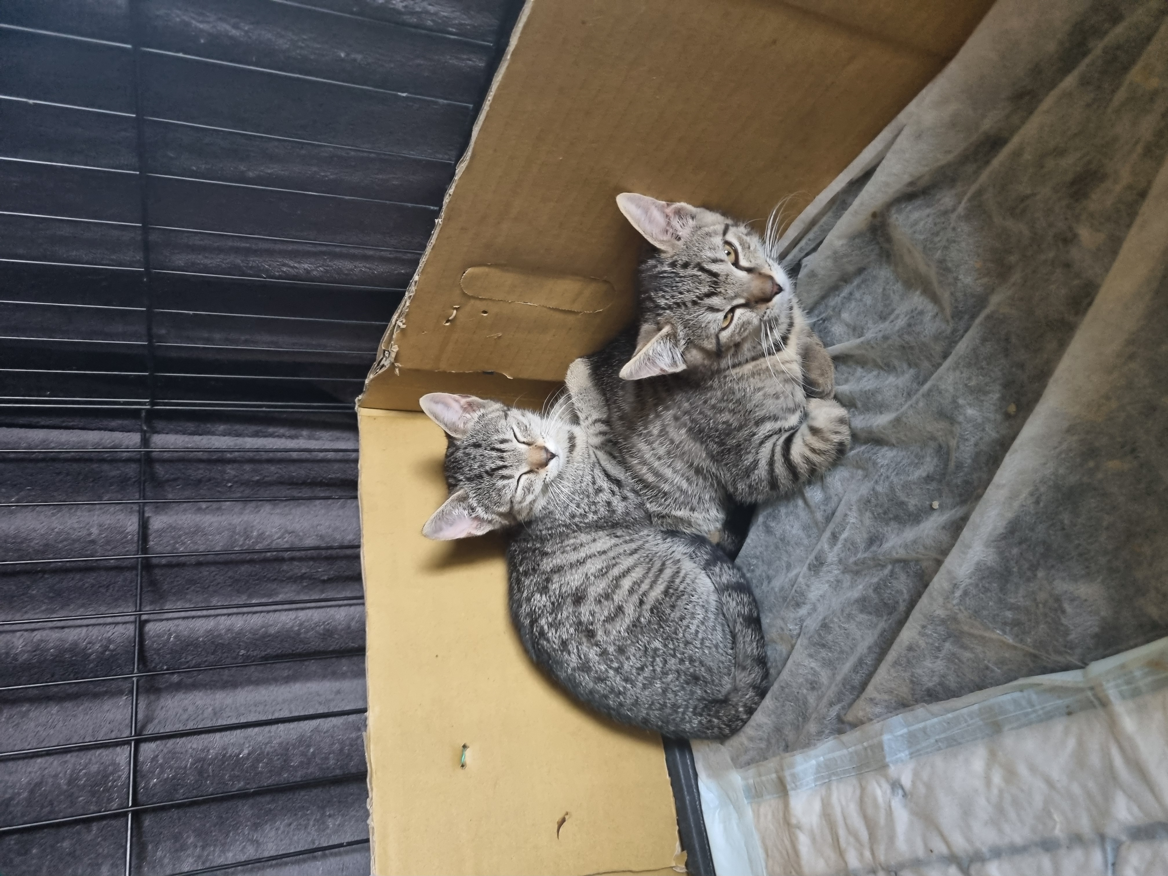 Toulavky a jejich koťata - okres Mladá Boleslav