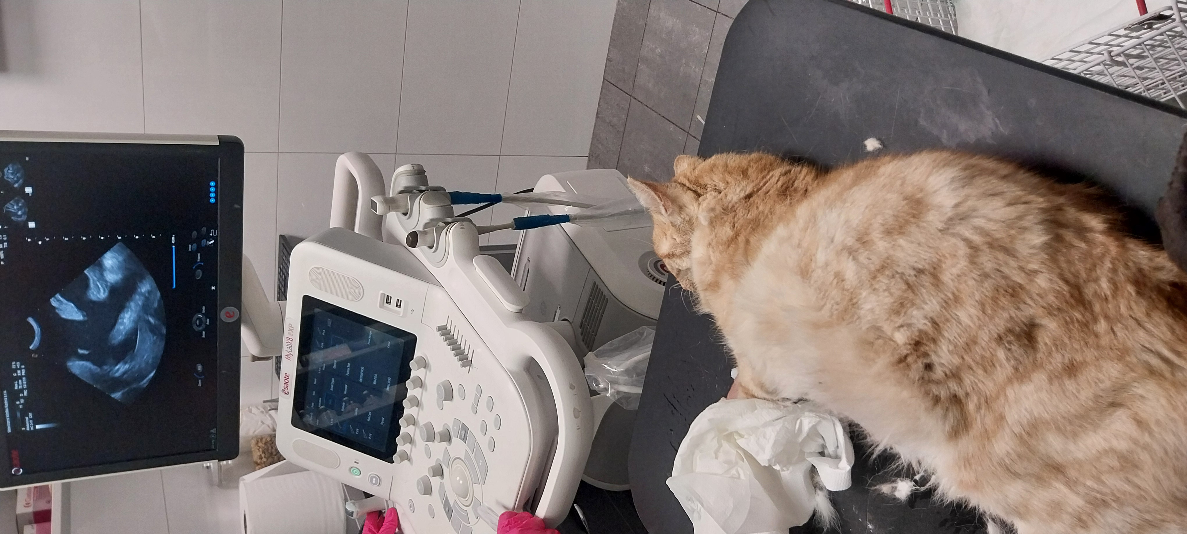 Pomoc kočičkám bez domova - léčba FIP