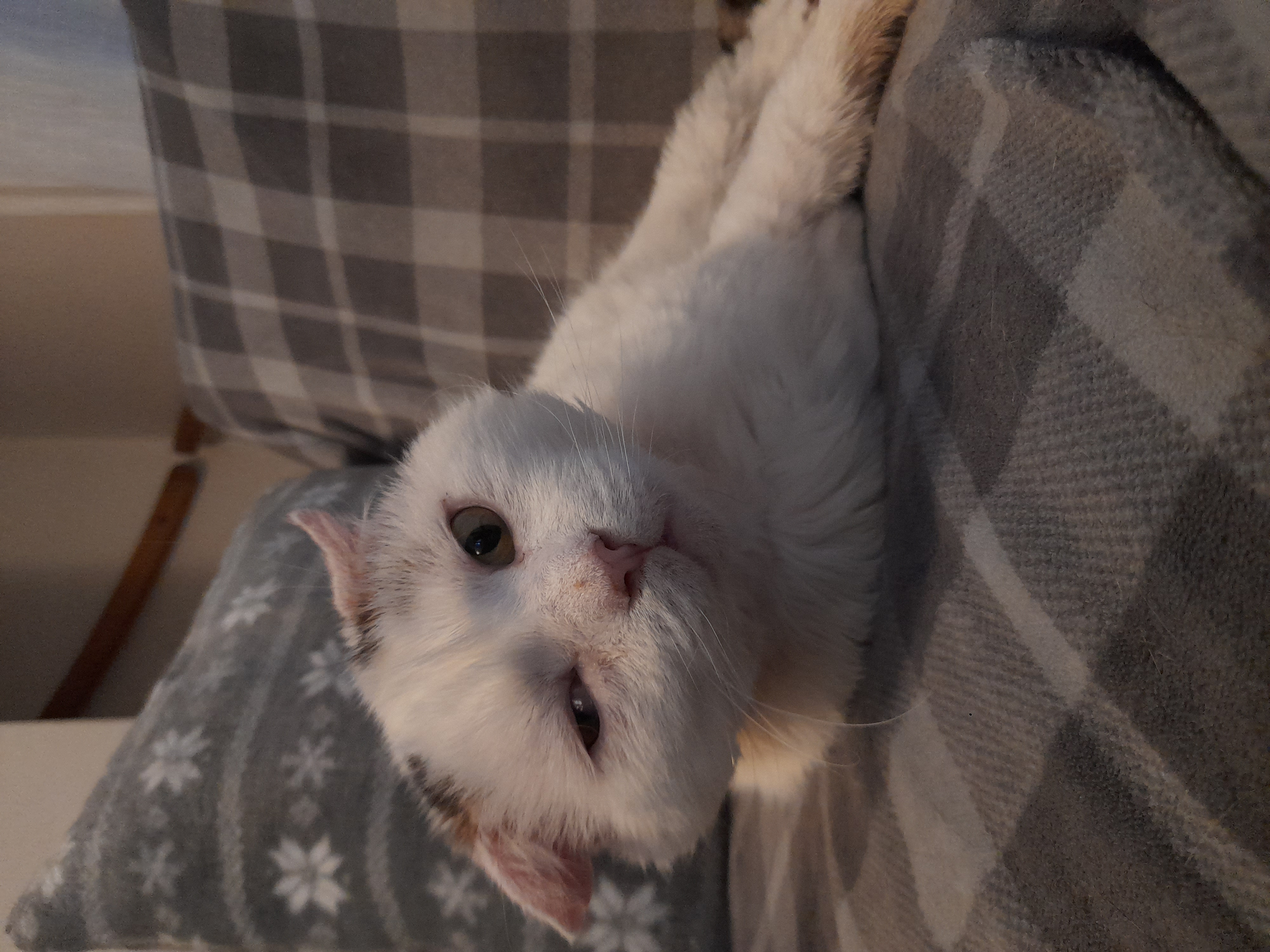 Veterinární péče kočičím tulákům