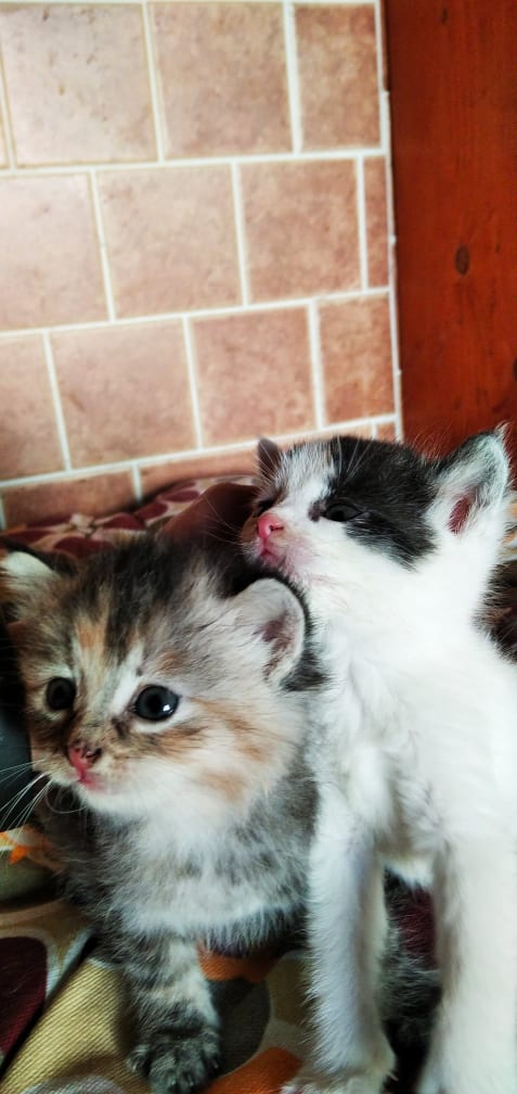 Kastrace toulavých koček na Prachaticku.