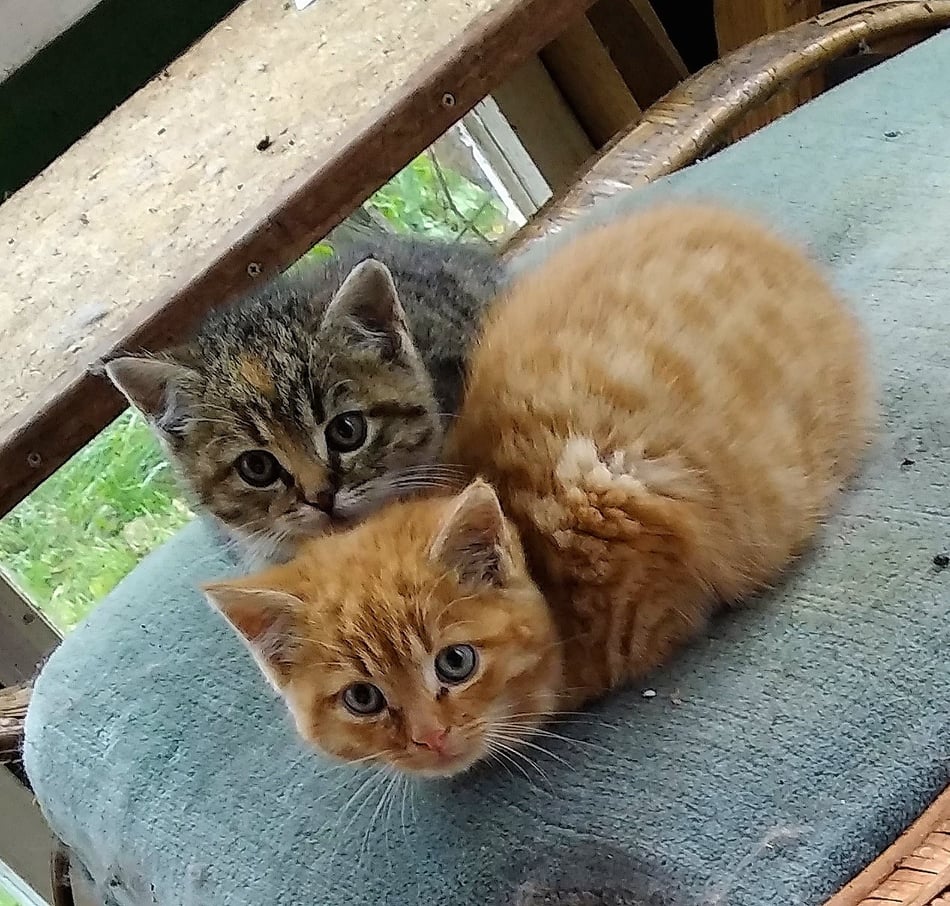 Podpořme toulavé kočeny z Hornolidečska, kastrujme, ošetřeme nemocné a nakrmme hladovce :)