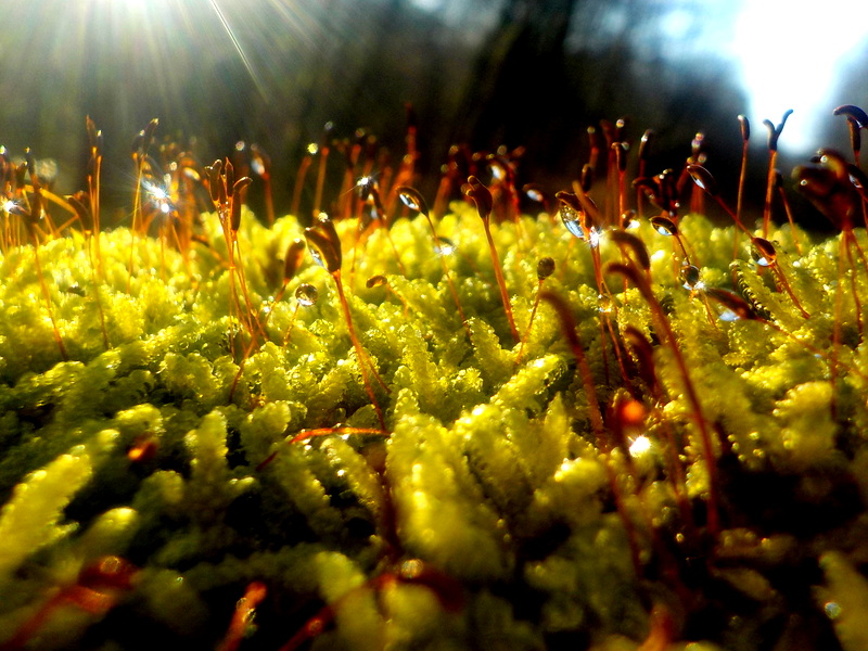 Nech ten les žít....