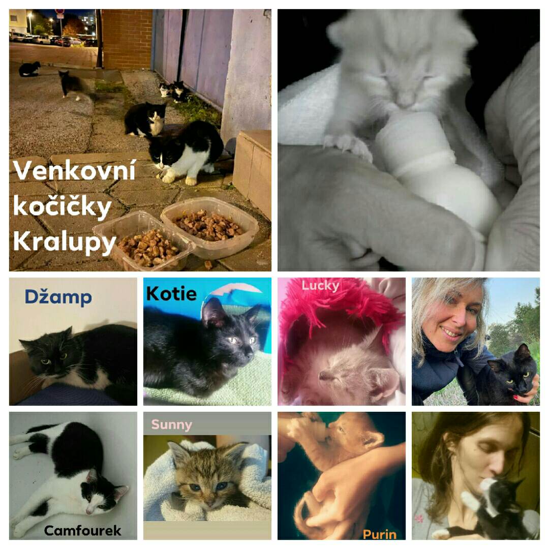 Podpora kočičích miminek a Kralupských kočiček