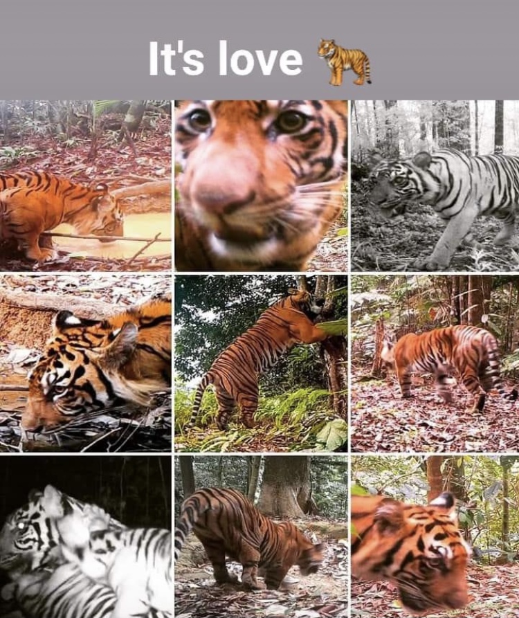 Narozeninové přání pro záchranu tygra sumaterského