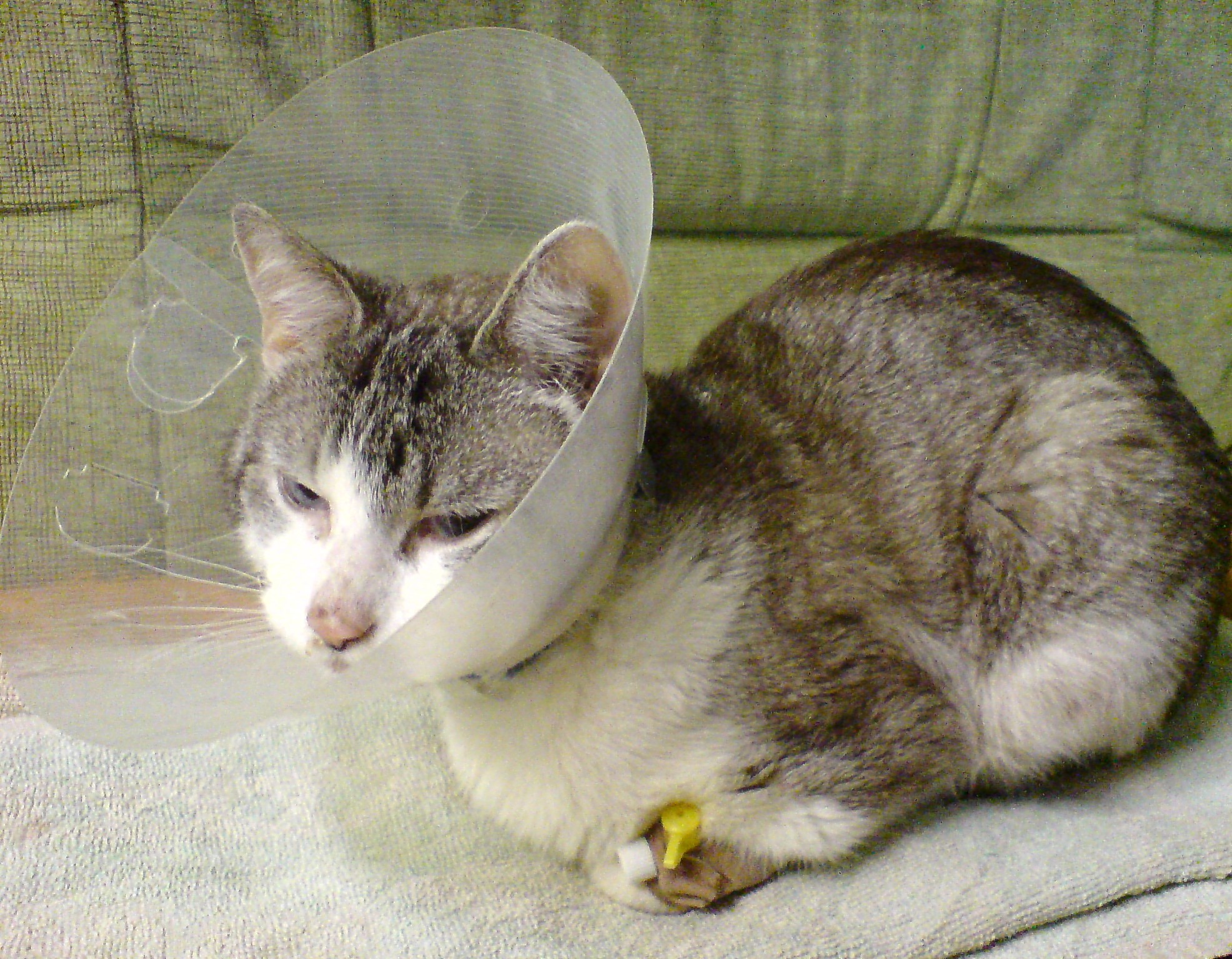 Akutní pomoc pro asistenčního kocourka ALVIHO, pro invalidního vozíčkáře.