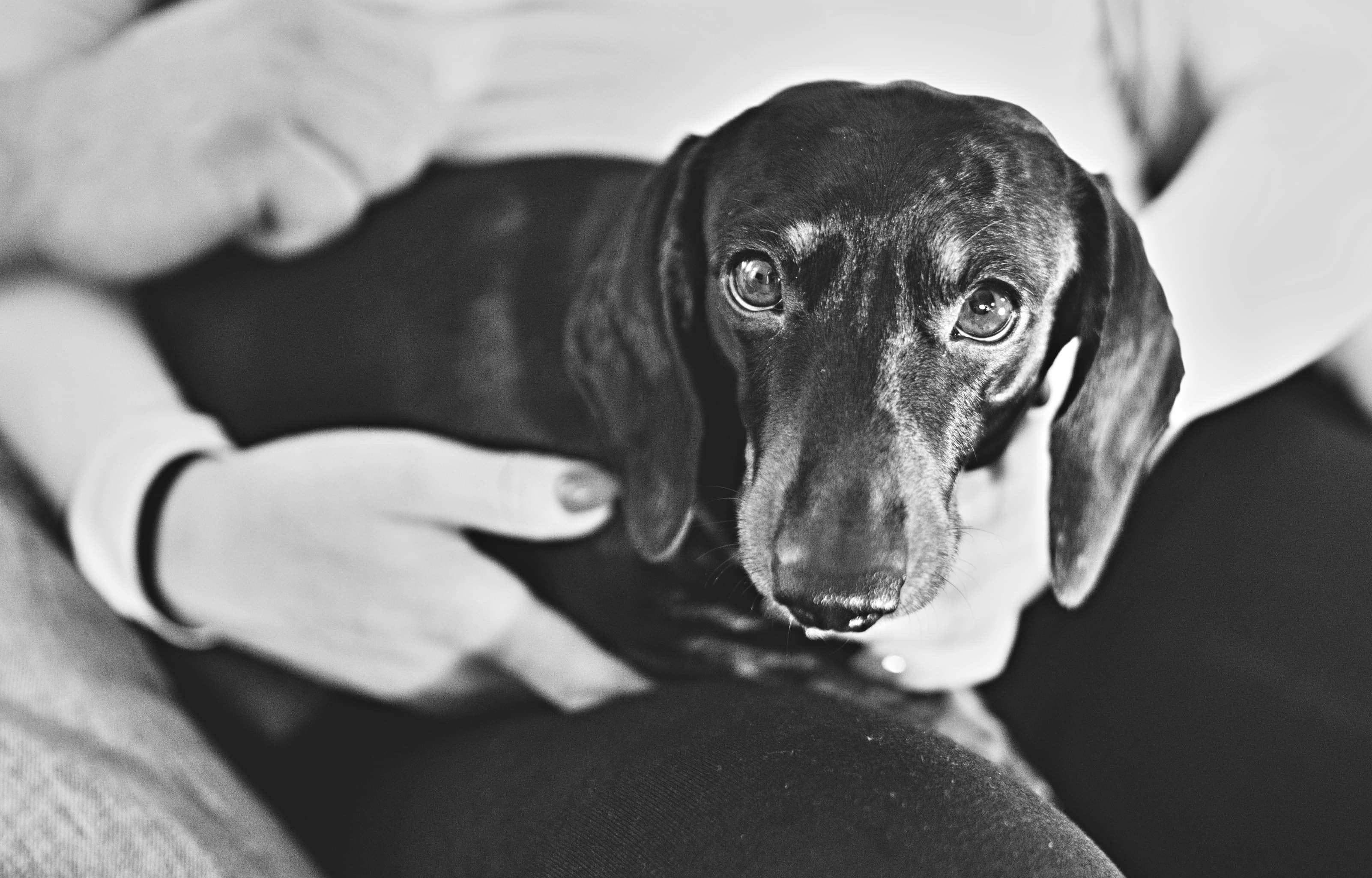 Nebuďme lhostejní 🙏❤️Kuky prosí o pomoc pro psí kamarády v útulcích ❤️