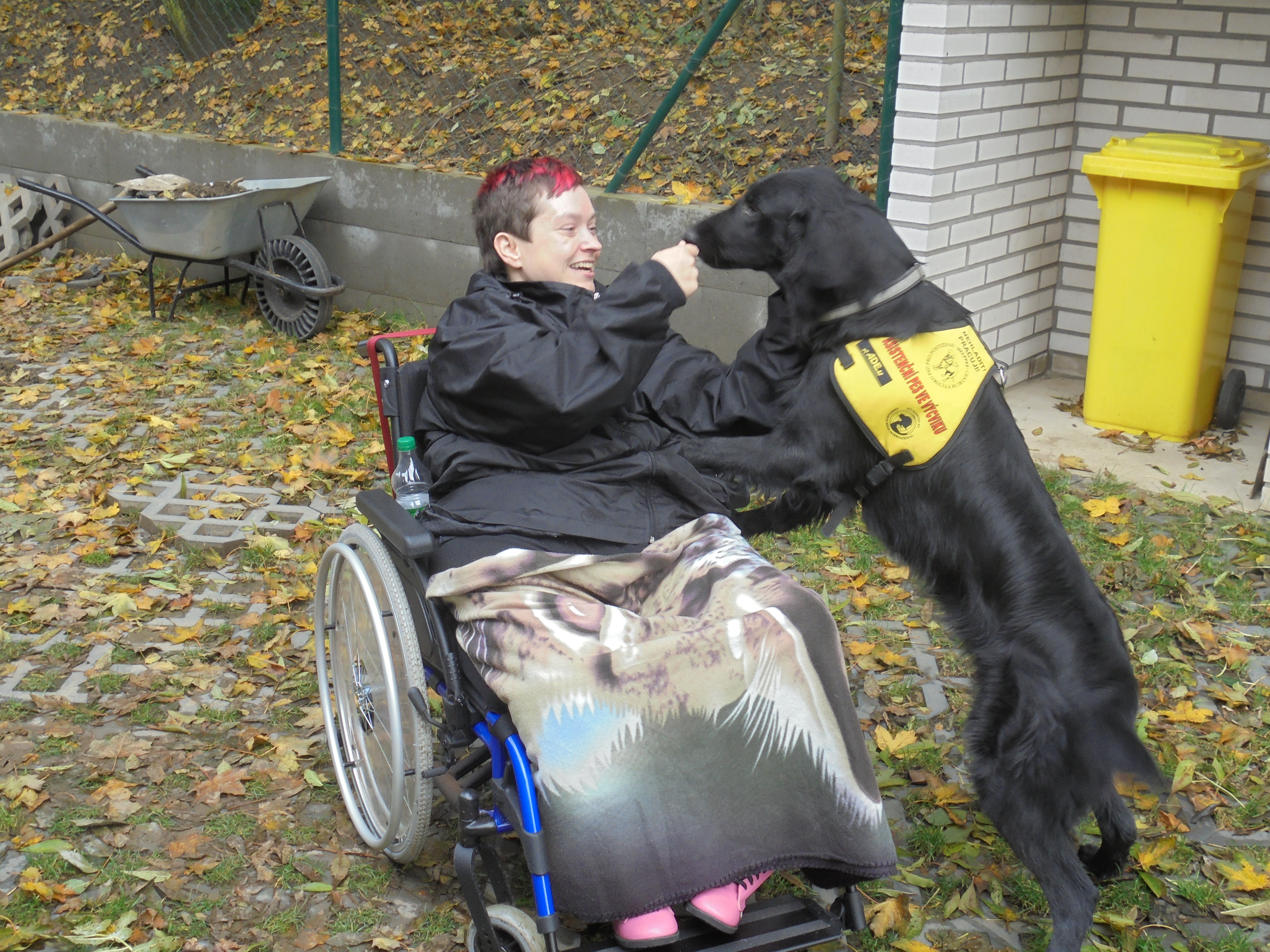 Výcvik asistenčního psa