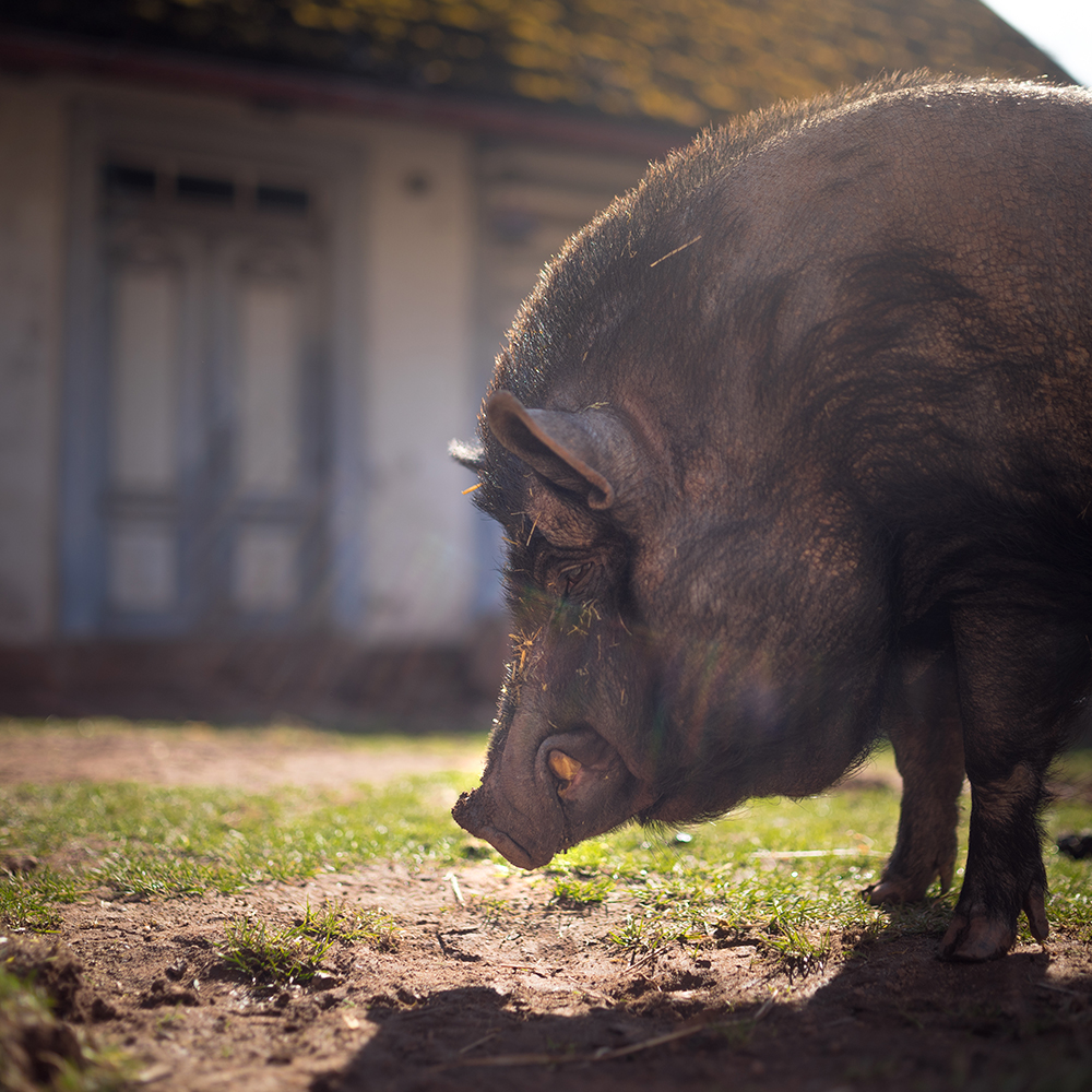 Karel slaví svátek