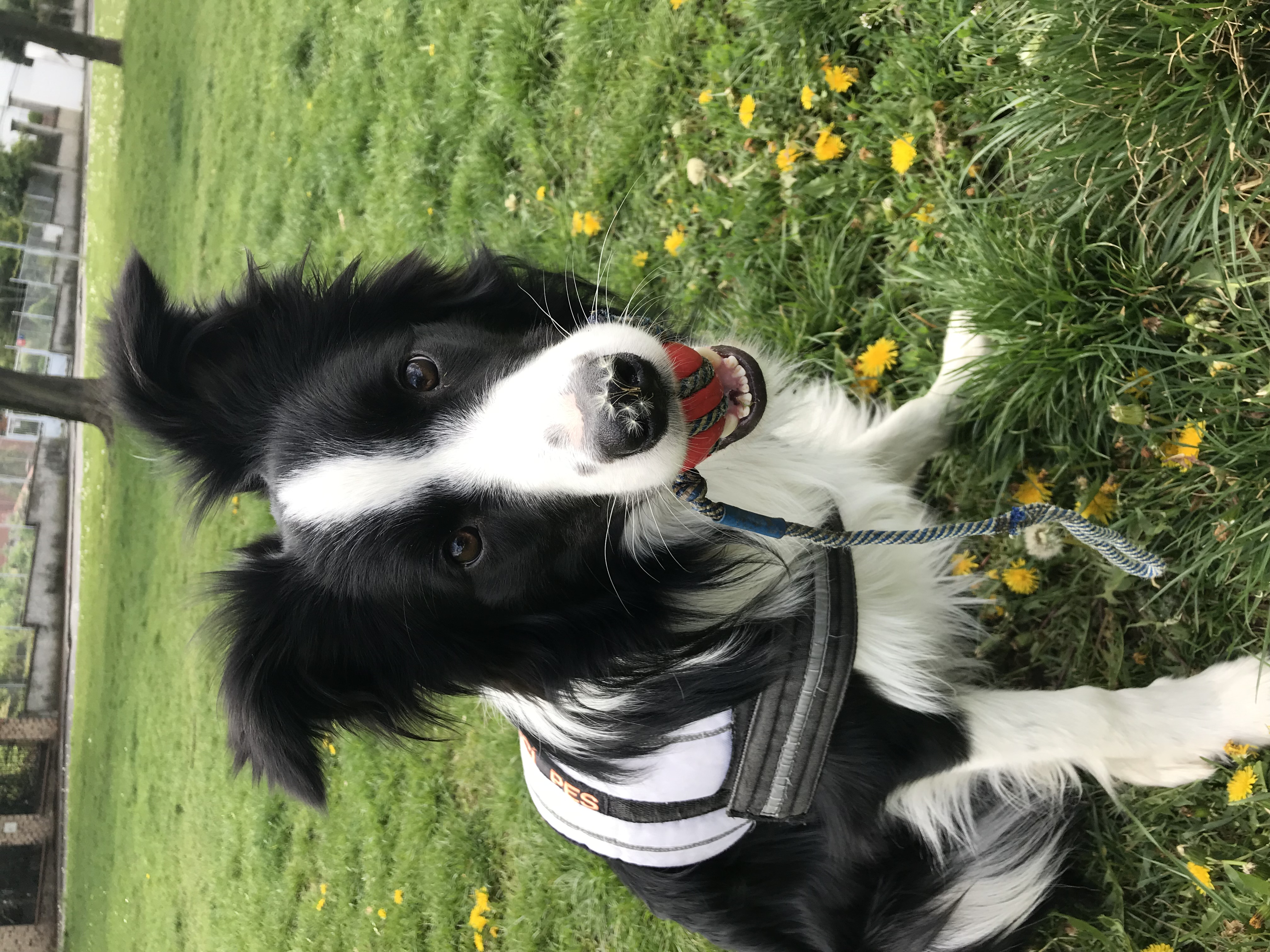 Co je víc než domácí mazlíček? Asistenční pes!