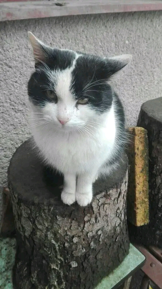 Pomoc Chlupáčum s voliérou