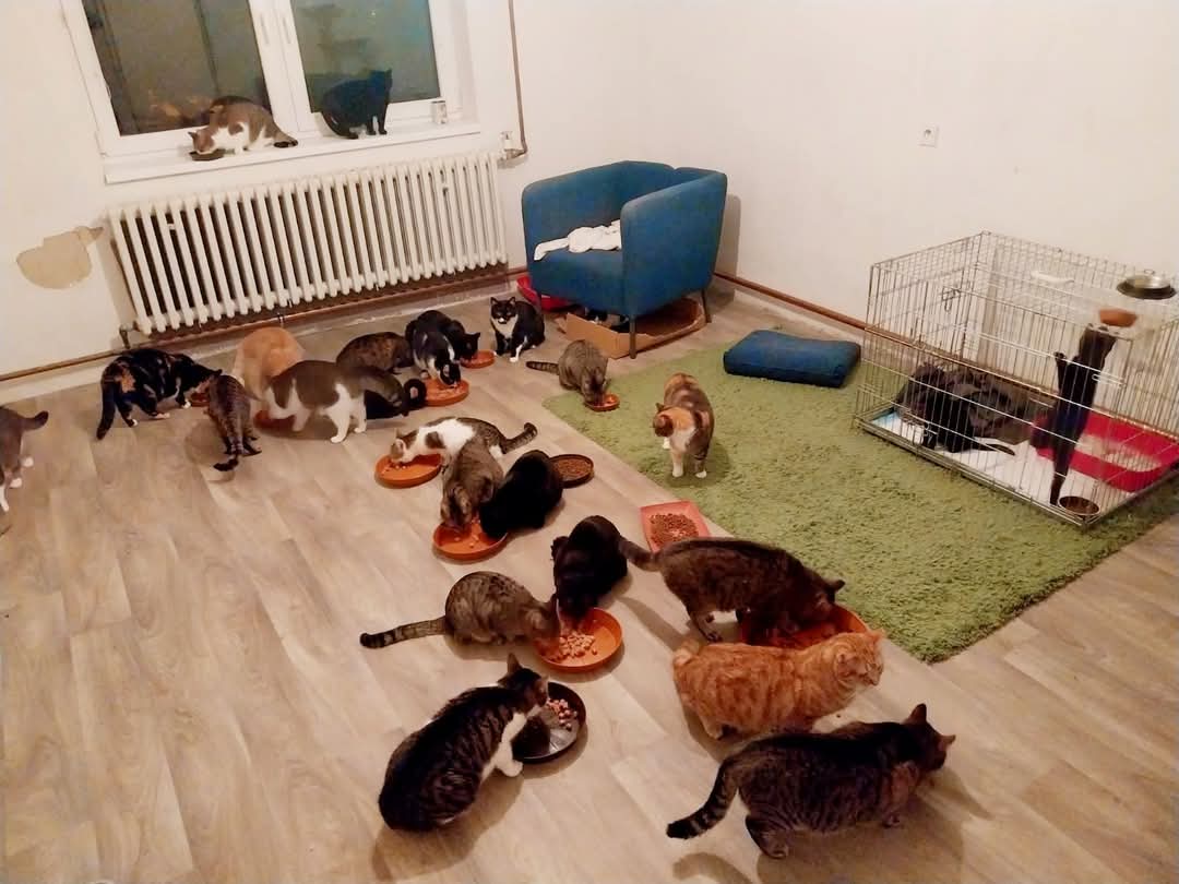 Kastrace a ošetření bezprizorních koček ze stáje