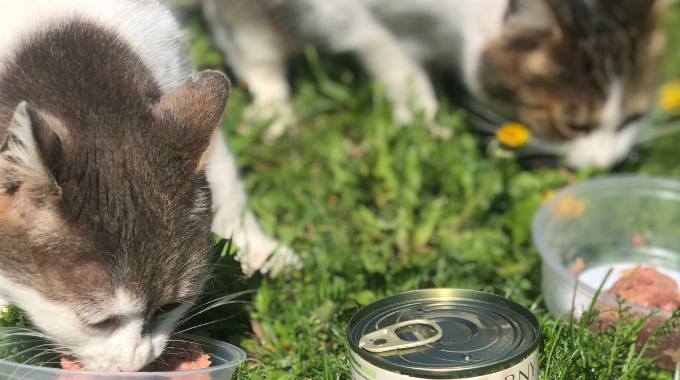 Plná miska- naděje pro kočky