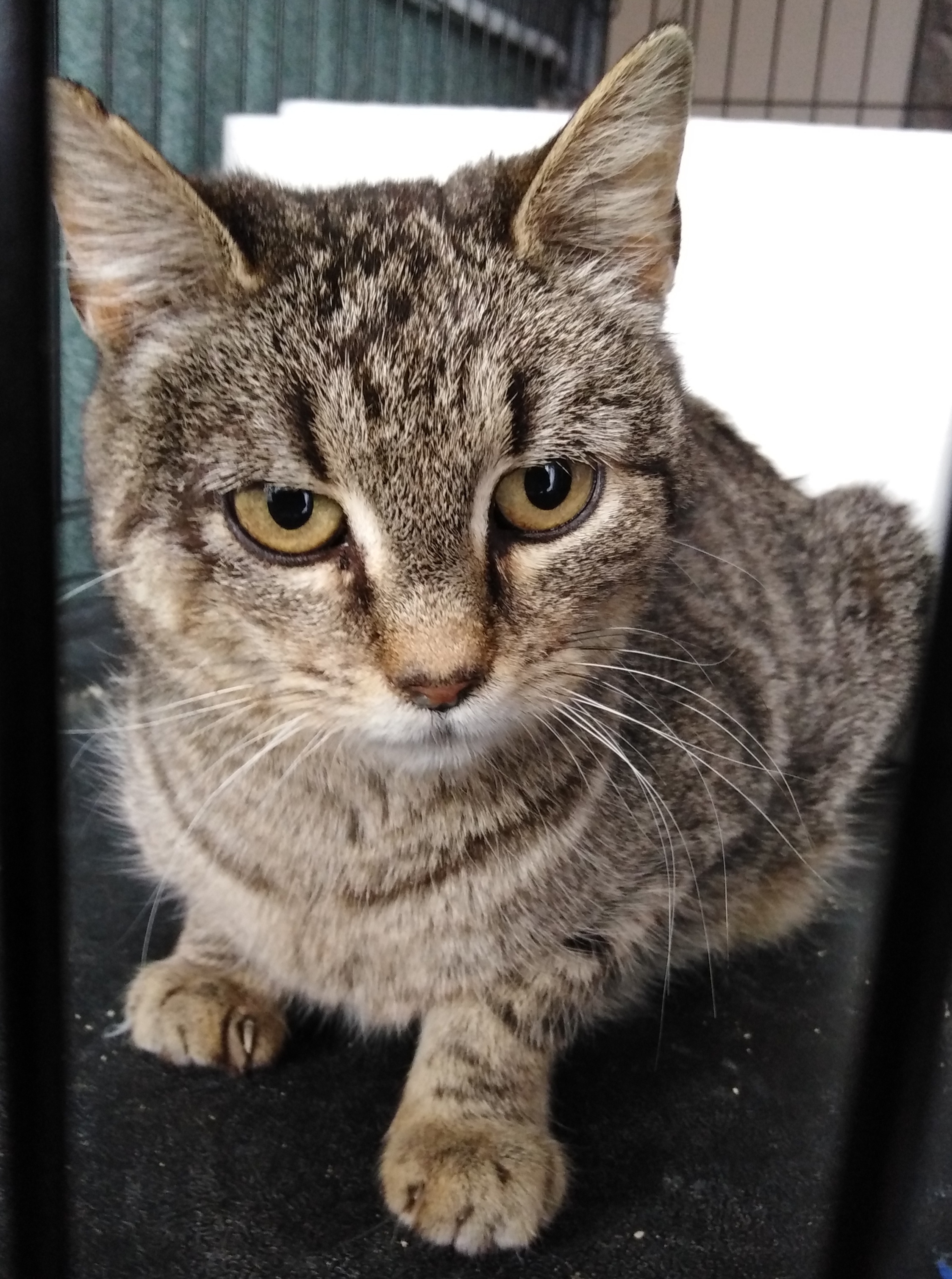 Kastrace kolonií koček