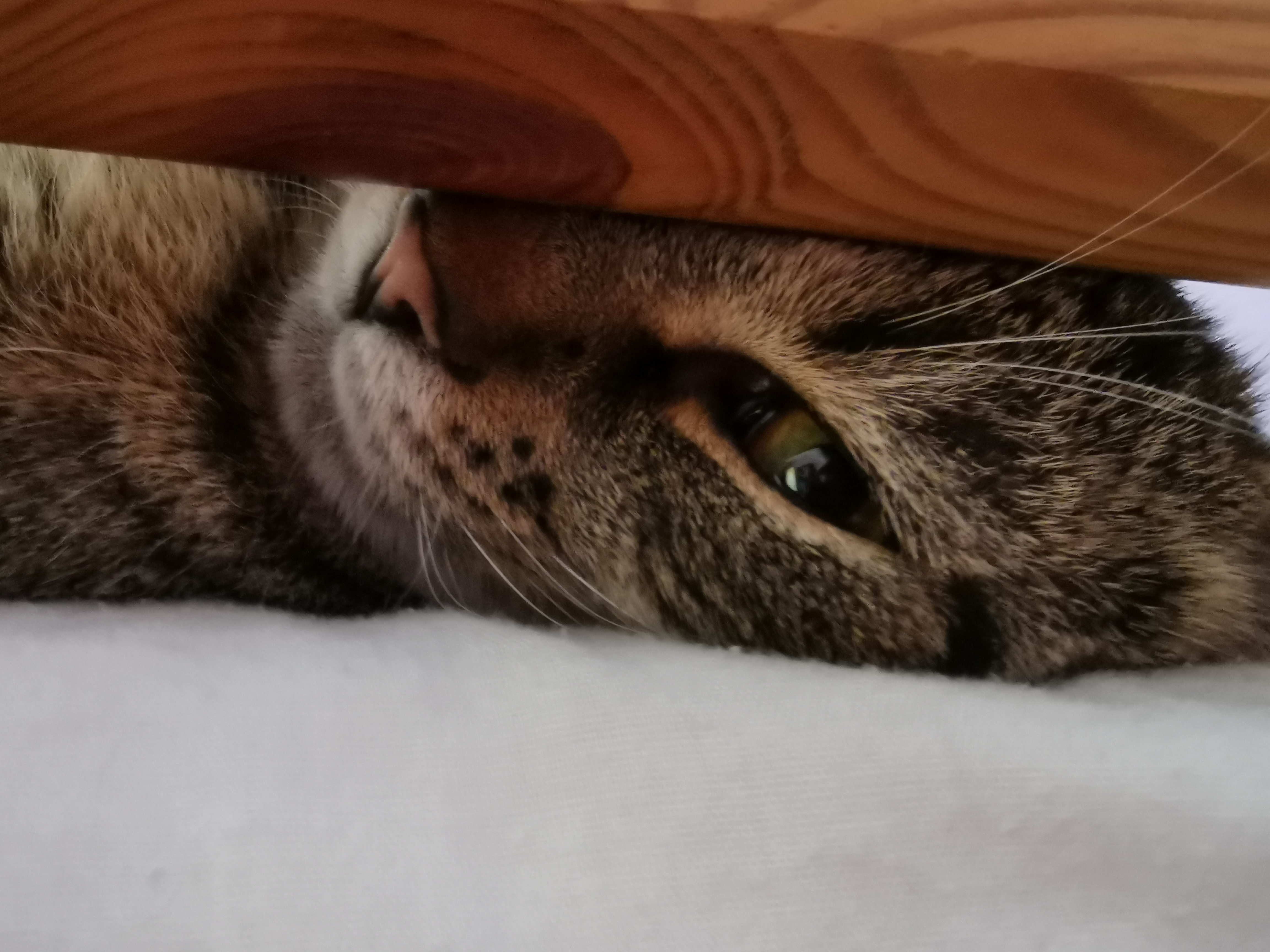 Pomoc při kastraci kočiček v Trní (obec Sobotka)