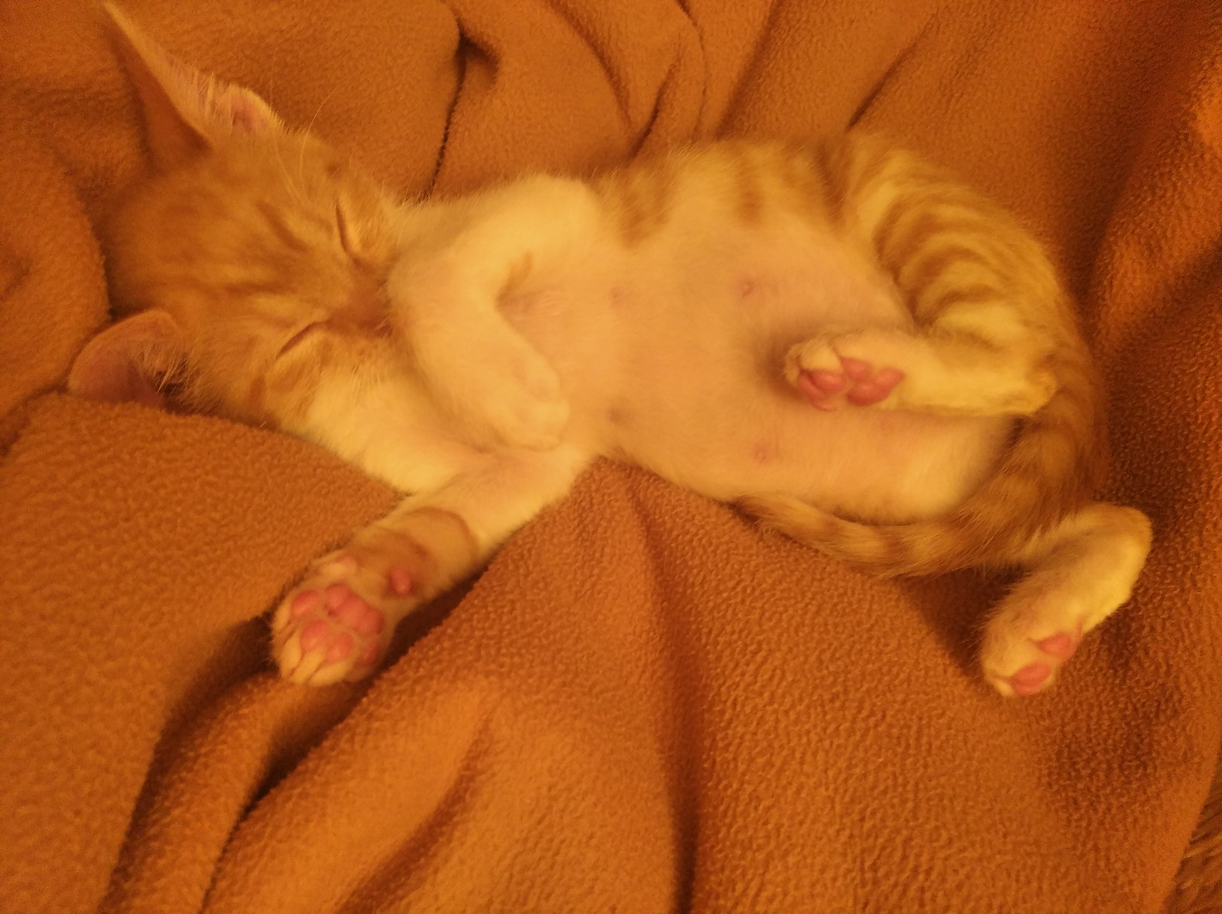 Pomozte nám nakrmit opuštěné kočky s koťátky