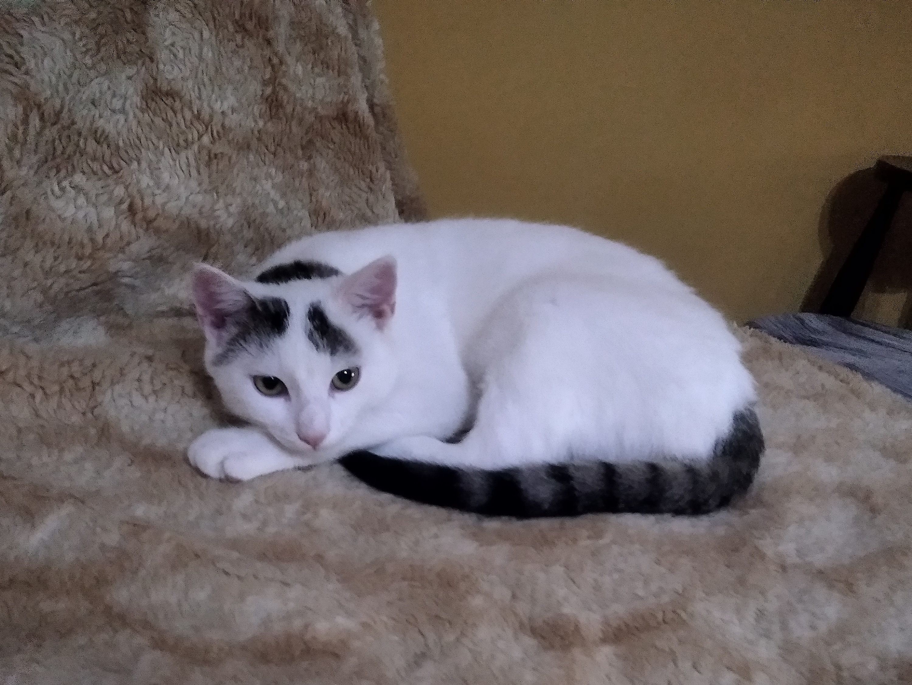 Podpořme toulavé kočeny z Hornolidečska, kastrujme, ošetřeme nemocné a nakrmme hladovce :)