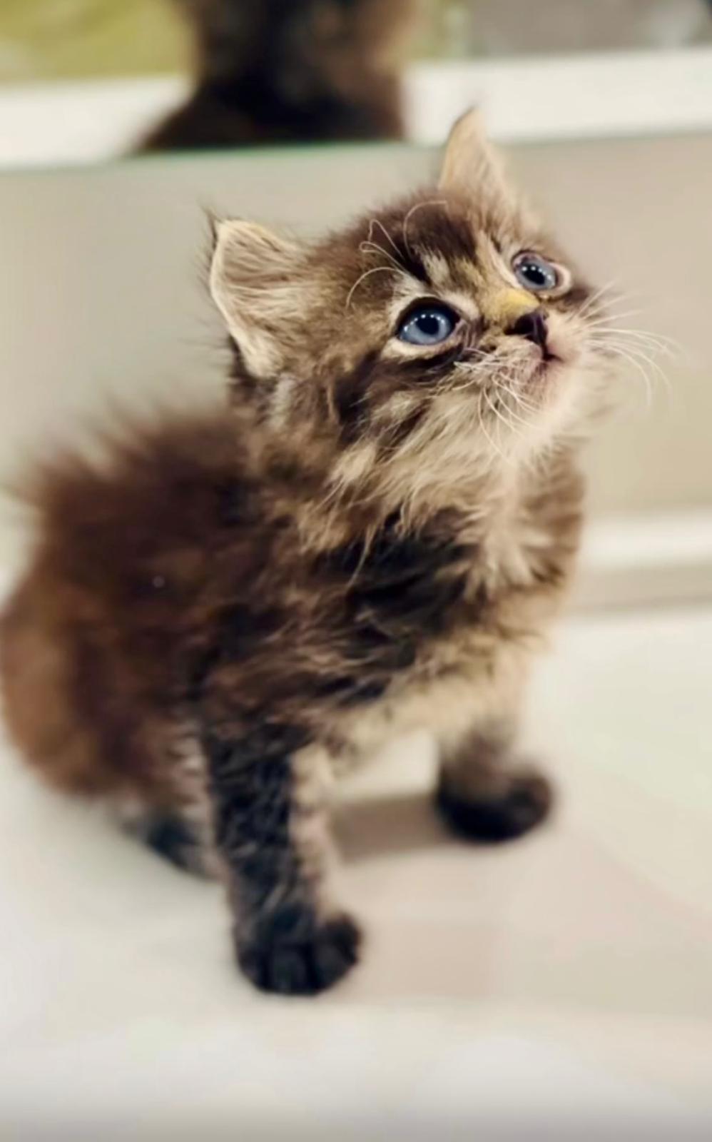 Malý bojovník Maui💪🐱 - sbírka na jeho uzdravení