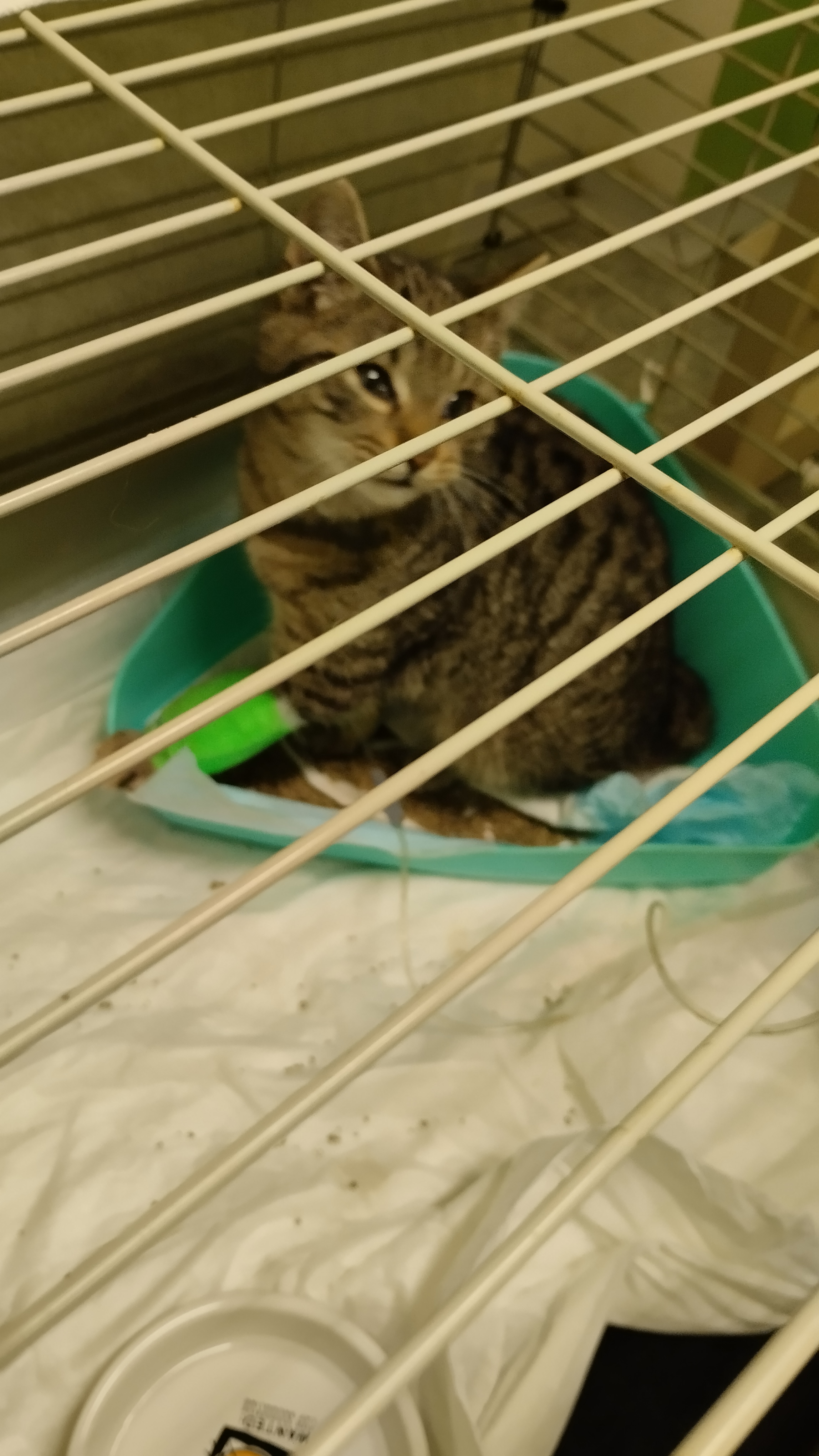 Zachraňme společně život Vilíka