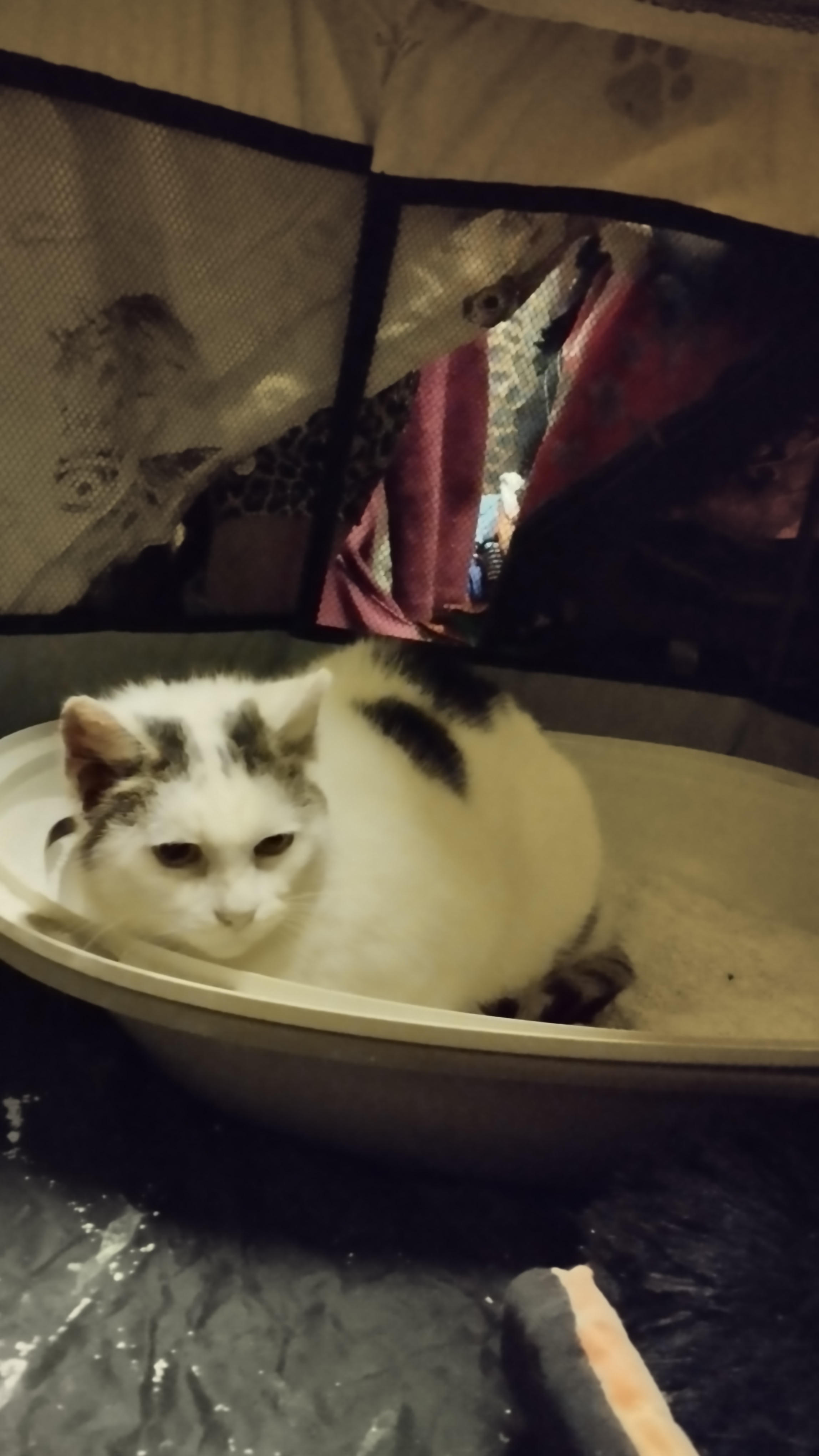 Toulavá kočička Madlenka s polypy v ouškách