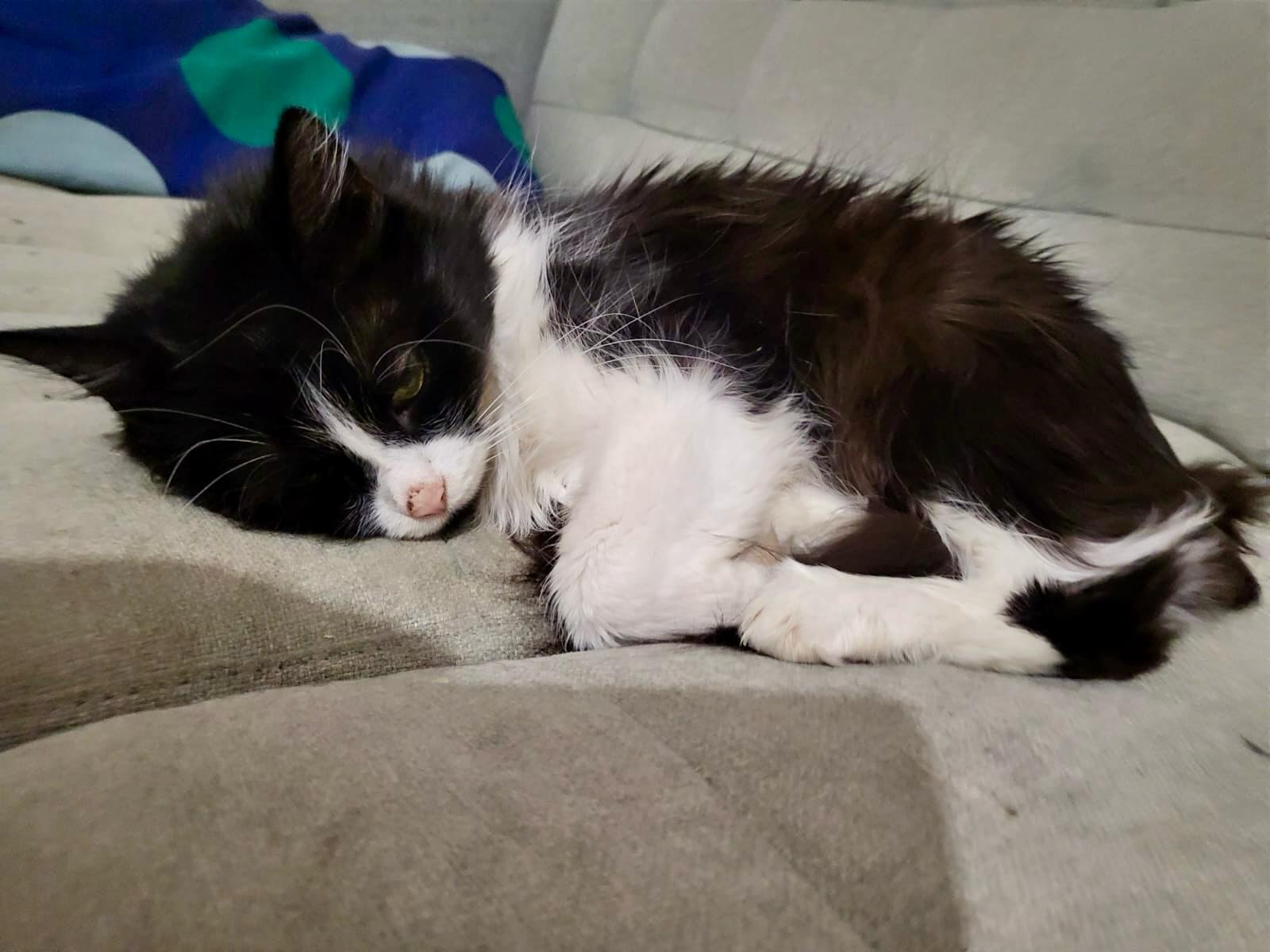 Naděje pro kocourka s rakovinou🥺❤️ Prosíme pomozte🙏