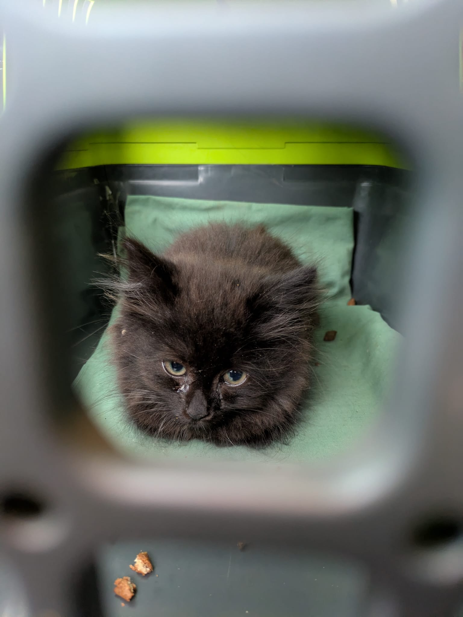 Bláznivé kočkomilky zachraňují🐱🩷