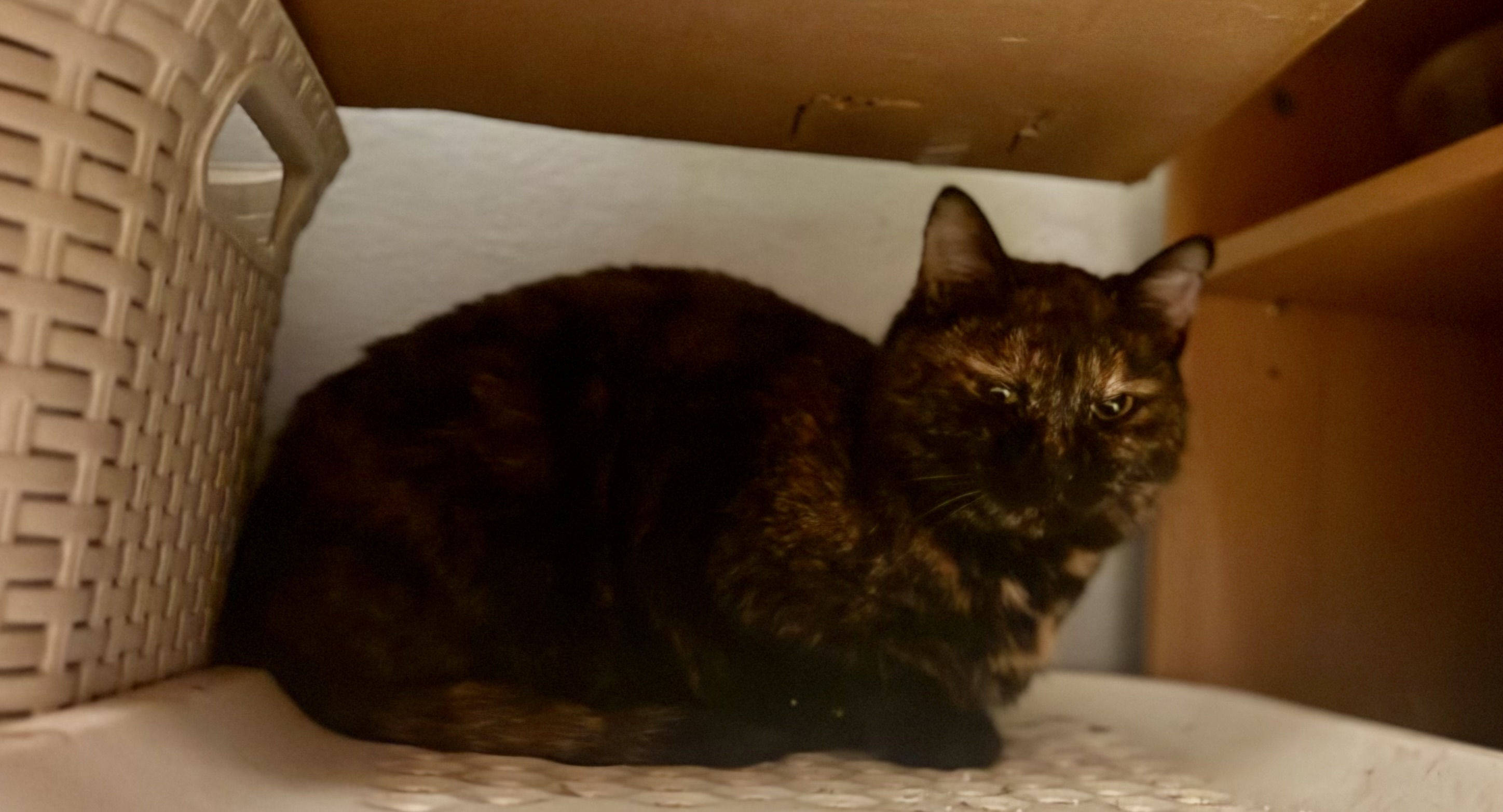 PROSÍME O POMOC – KOČKY ZŮSTALY SAMY V NOČNÍ MŮŘE A MY UŽ 4 DNY BOJUJEME, JAK JEN DOKÁŽEME