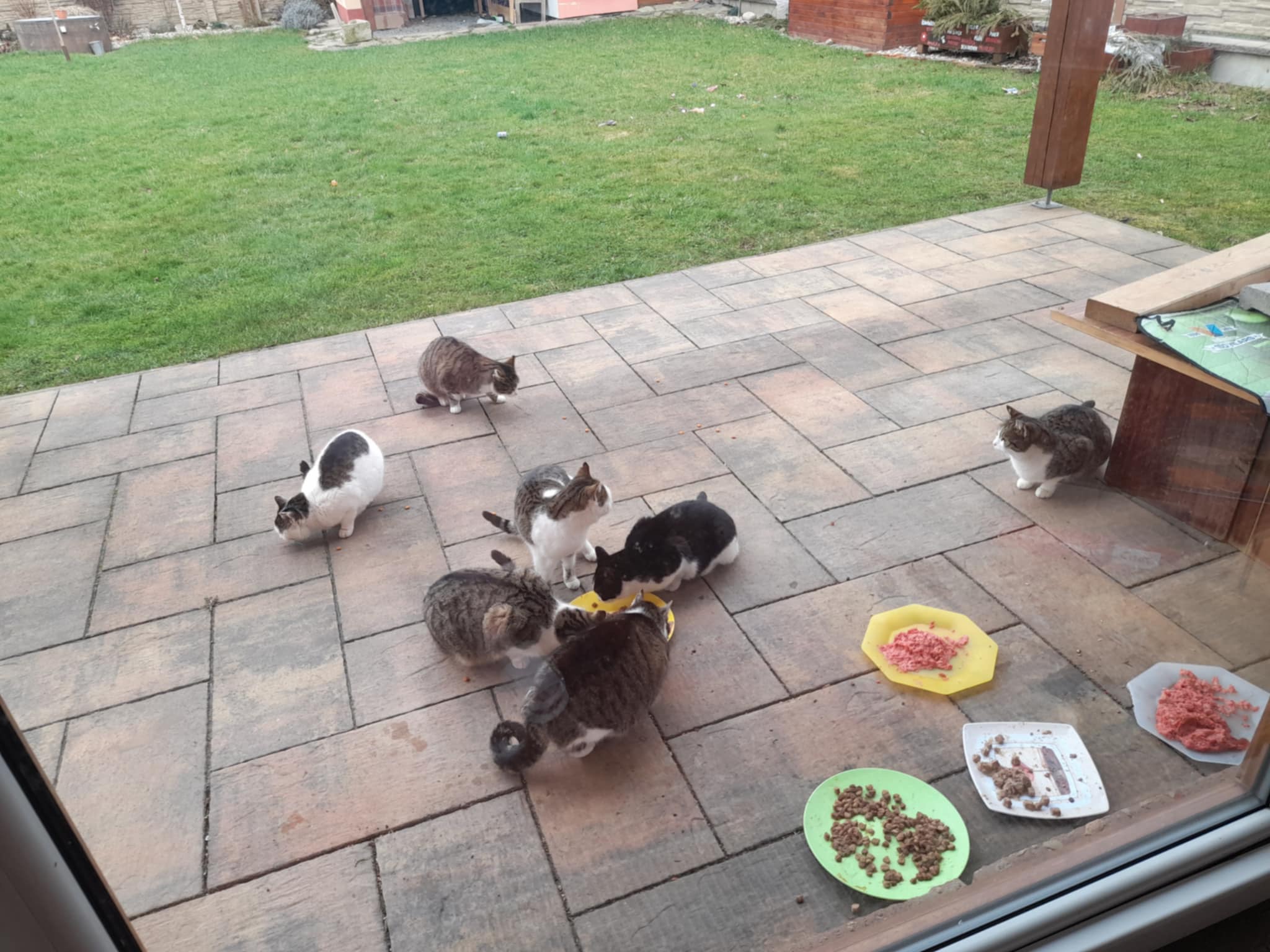 Kastrace pro kočičky bez domova