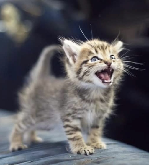 Krmení pro kočičky bez domova