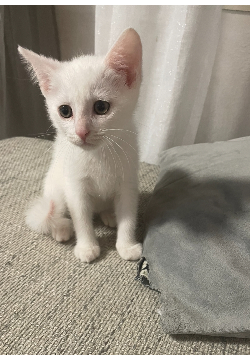 Druhá šance pro kočky: Pomozte nám vytvořit bezpečný domov pro opuštěná koťata!