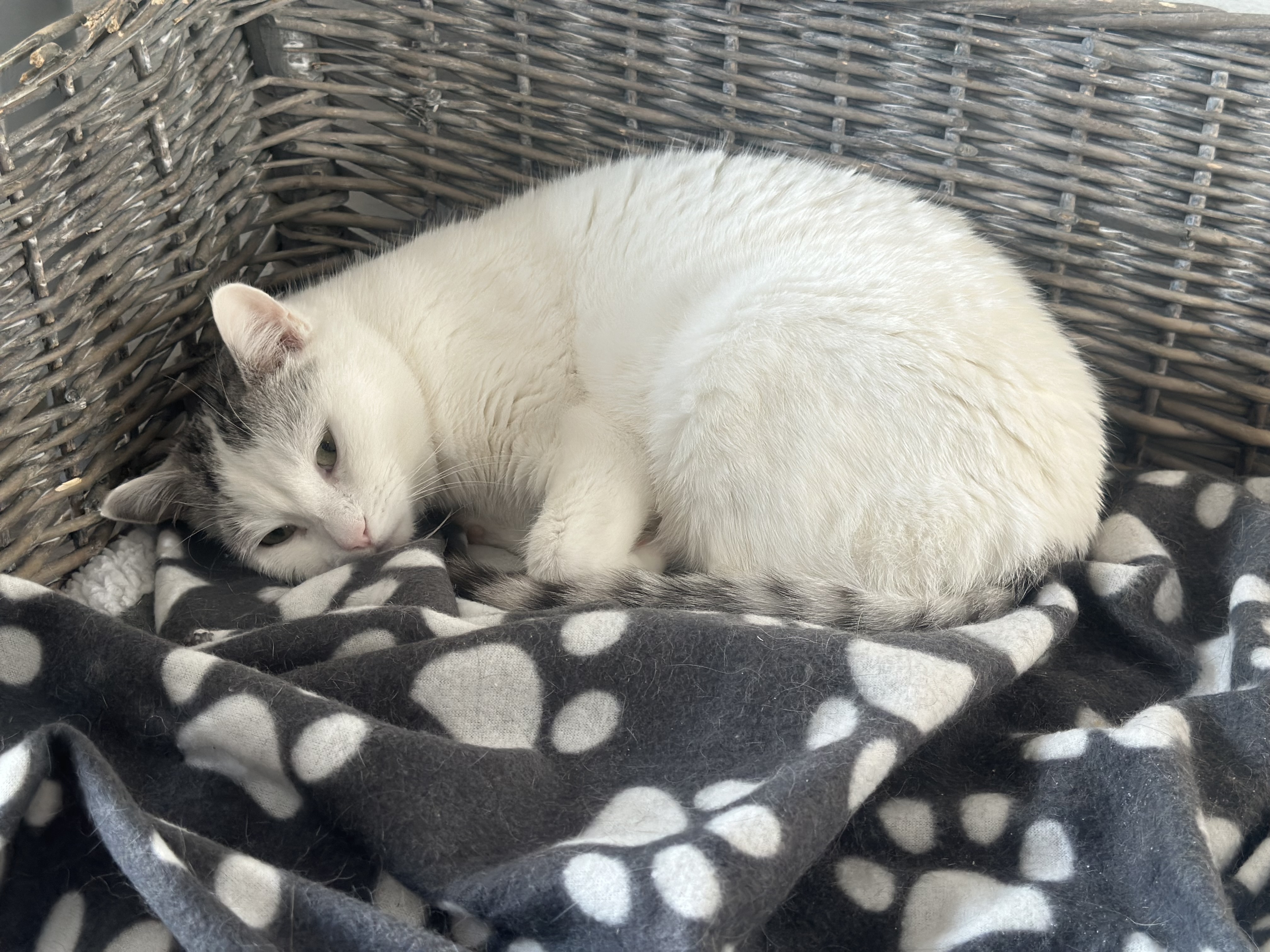 Pomoc zachráněným kočkám