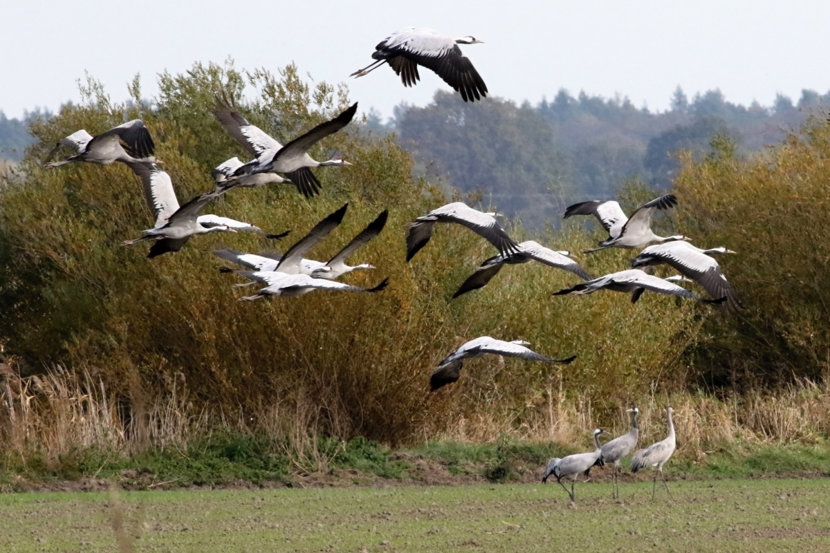 Pomozte chránit naše jeřáby!