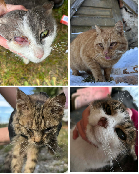 Veterinární ošetření kočiček bez domova