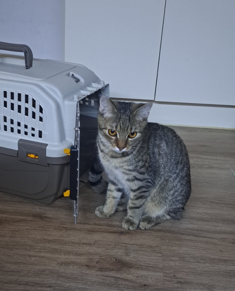 Šance na život pro FIP pozitivního Mourečka🐈💙🙏