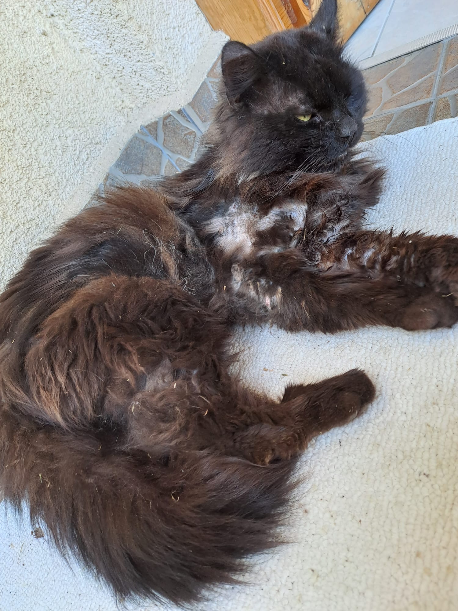 Záchrana toulavého kocoura