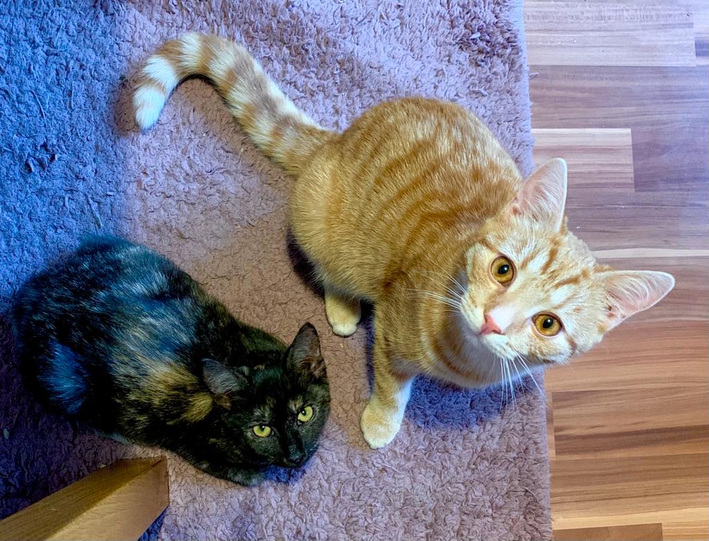 Opuštěné kočky ve Svojanově