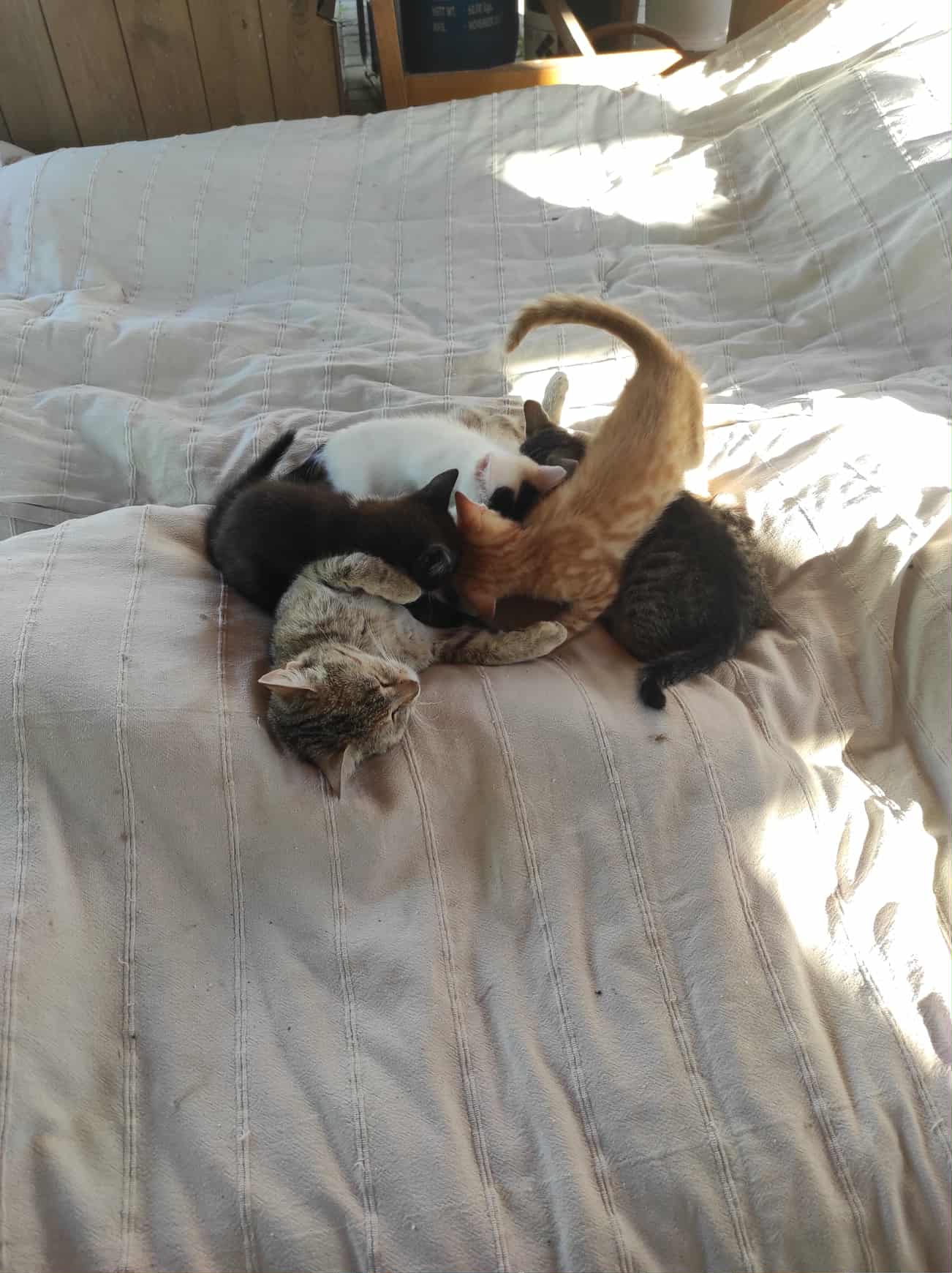 Krmení pro přitoulanky