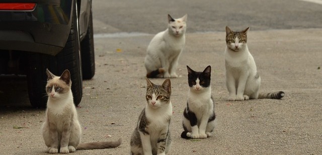 Pomozme společně toulavým kočkám žít lepší život