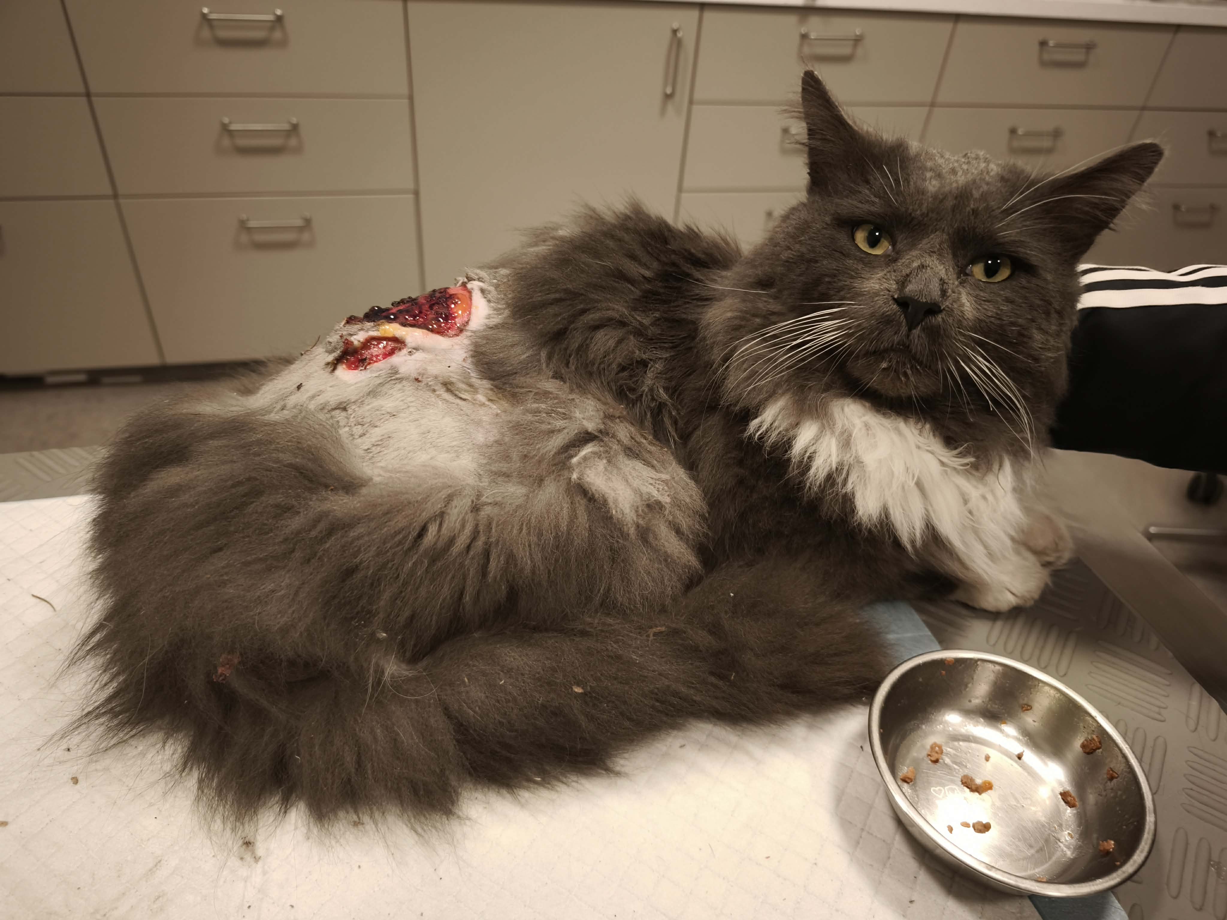 Léčba a hospitalizace zraněného kocourka Štefánka