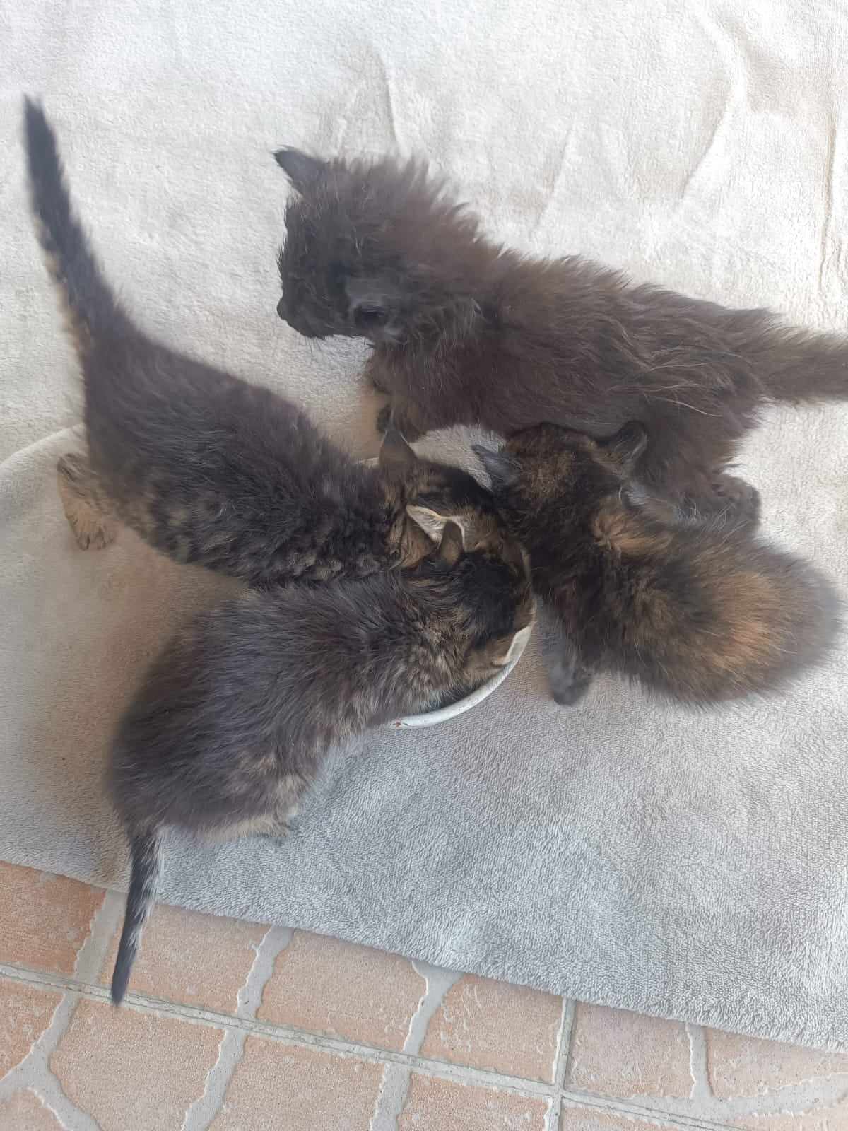 Zajištění krmiva pro krmná místa a dočasky a nalezená koťátka