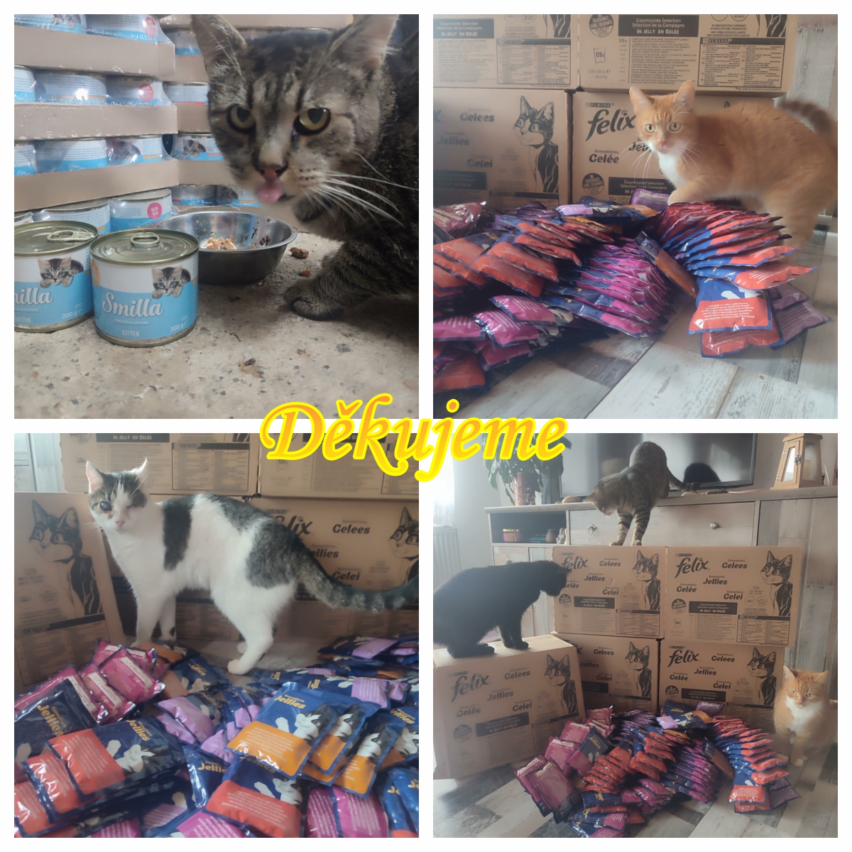 Naplněná bříška pro zapomenuté kočky