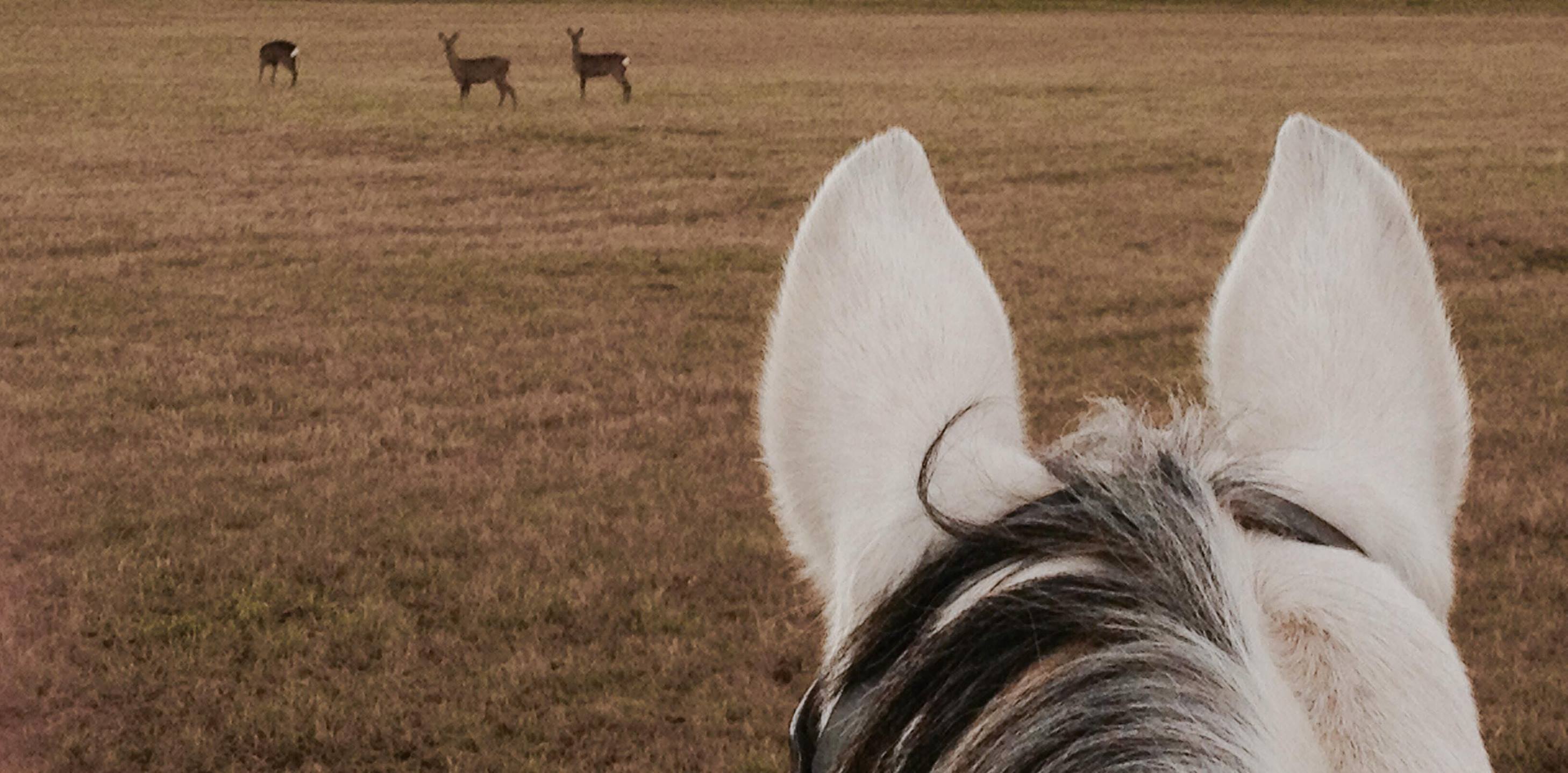 Za šťastná zvířátka