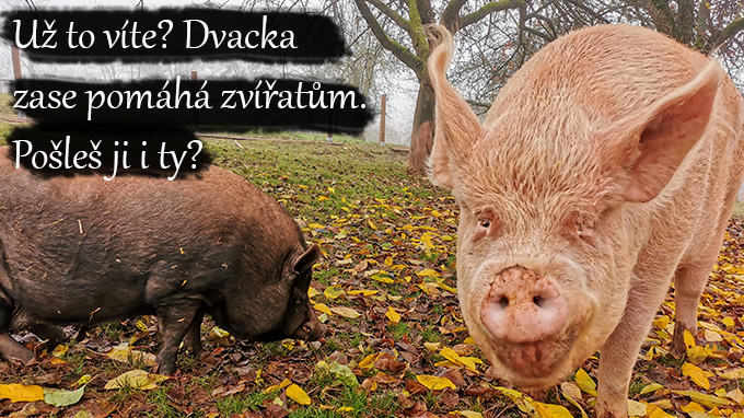 Dvacka pomáhá zvířatům -  Vánoční edice