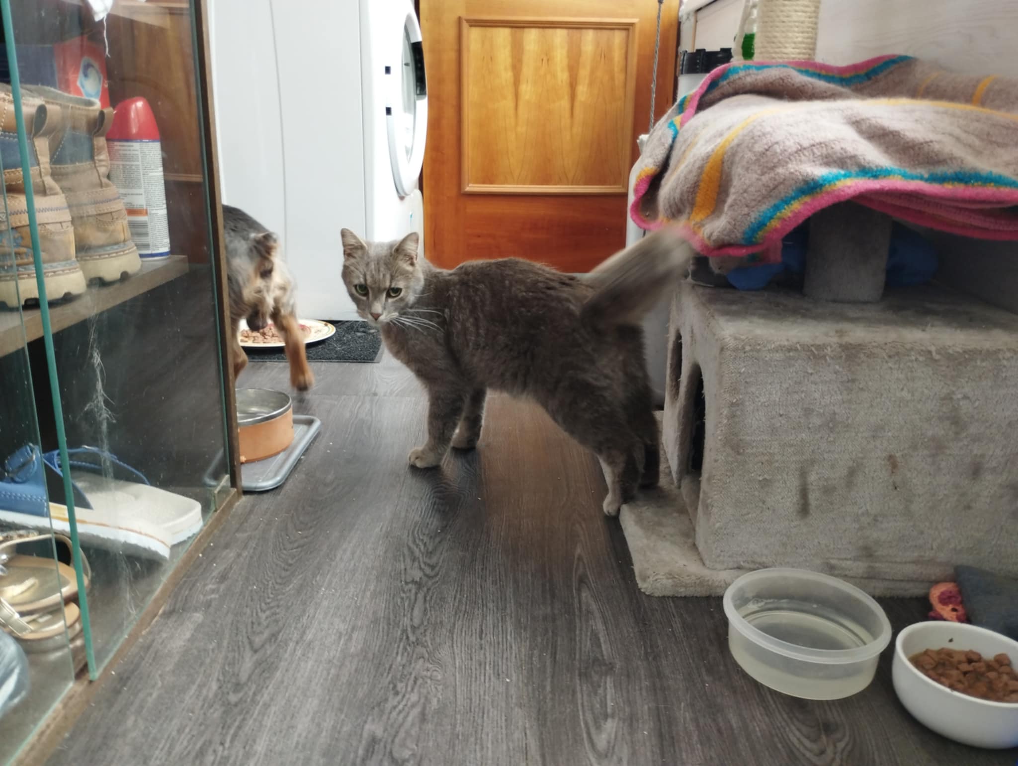 ZÁCHRANA ZRANĚNÉHO MERLINKA